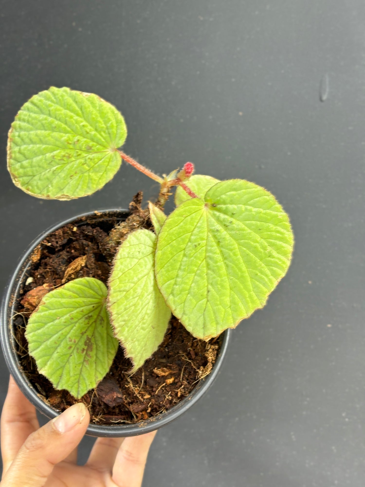 Begonia Aketajawensis