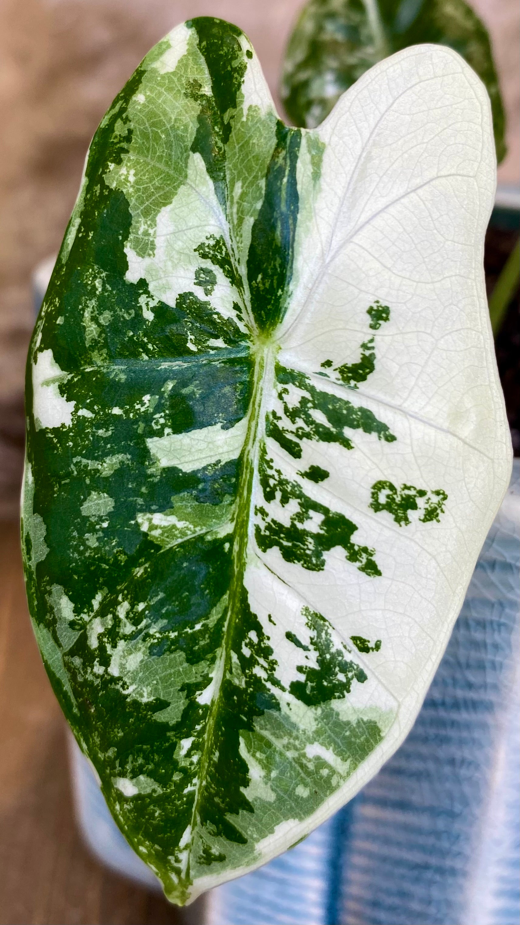 Alocasia Frydek Variegated