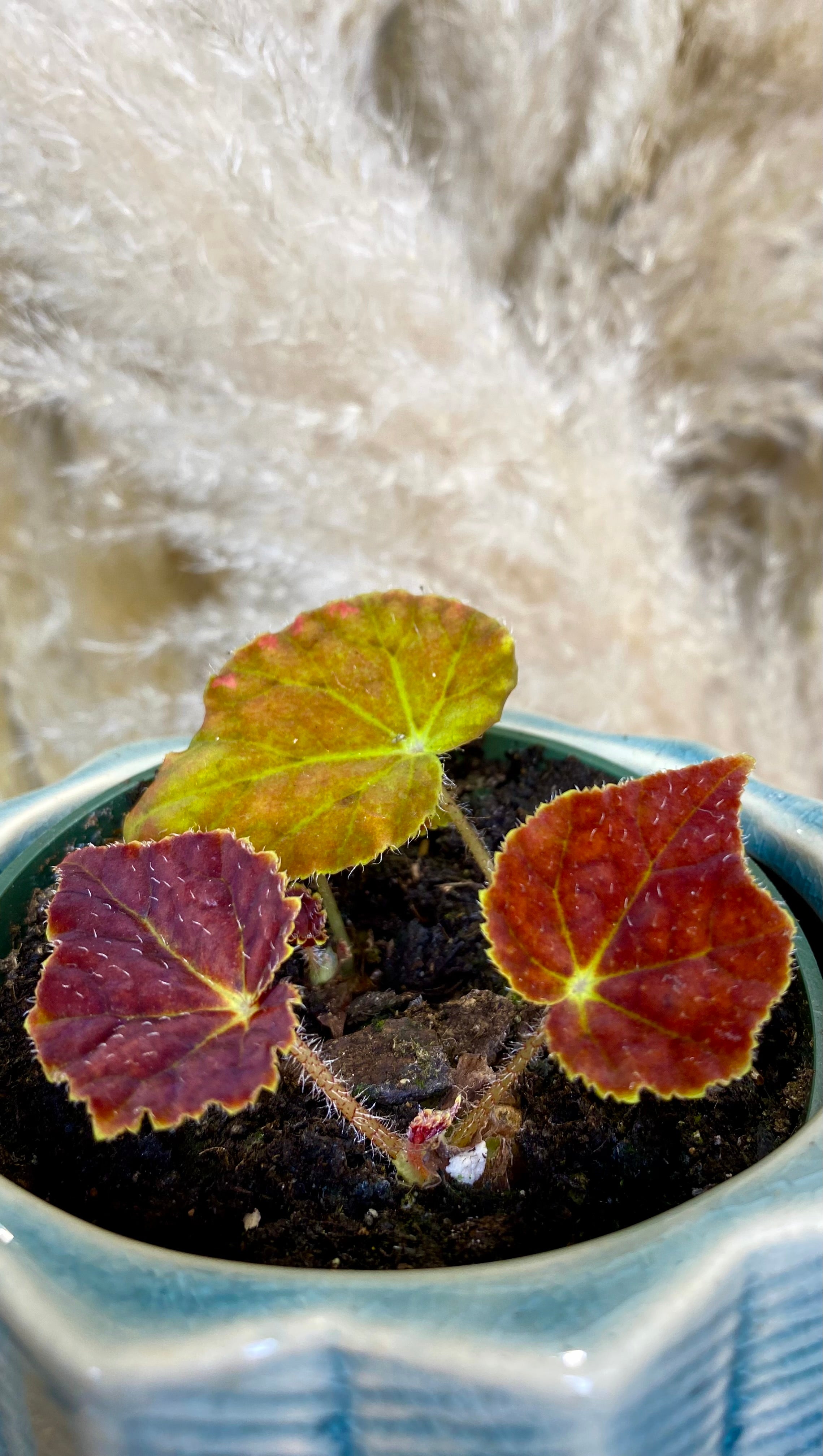 Antumn Ember Begonia