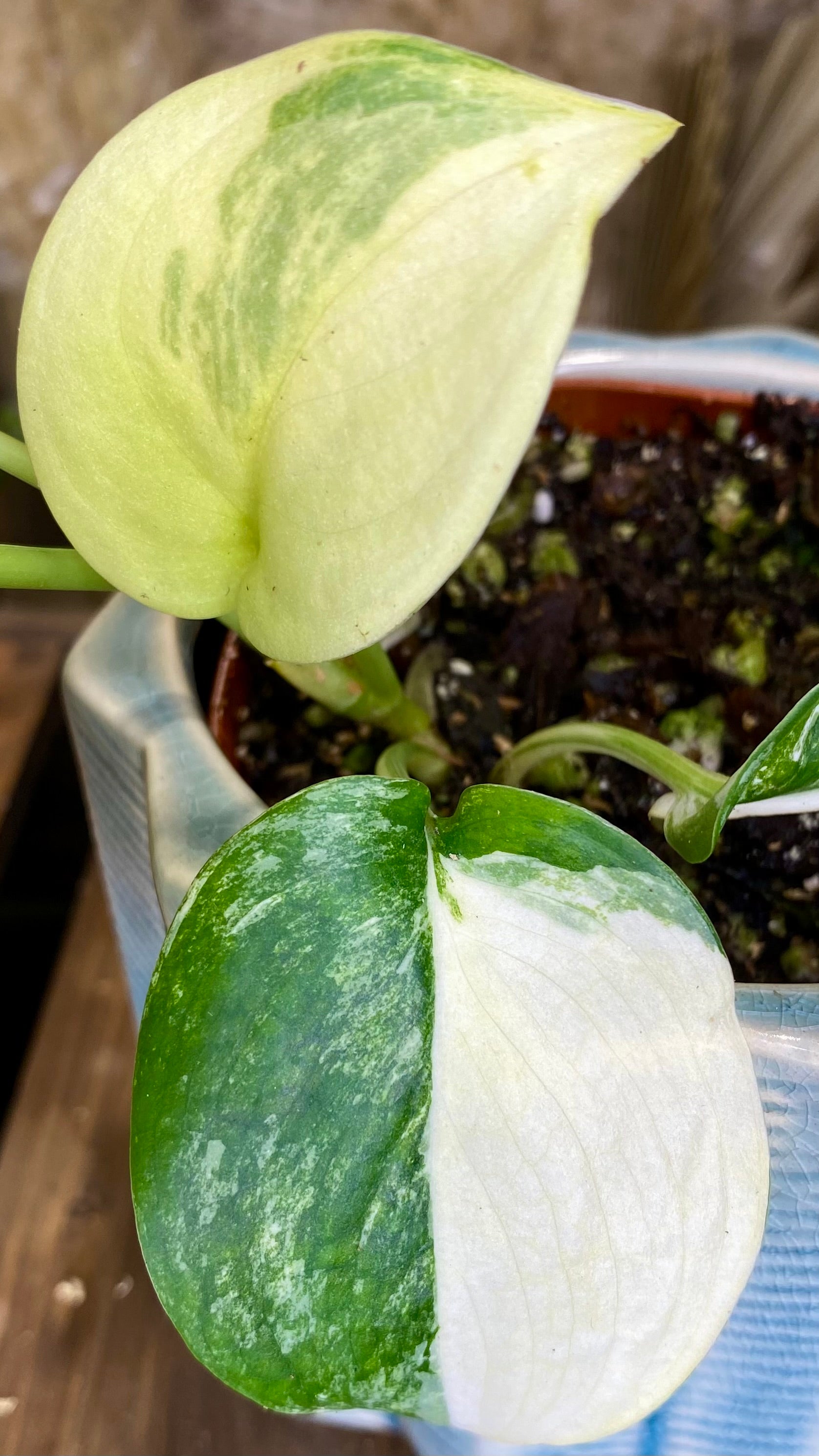 Scindapsus Jade Satin Variegated (WP21)