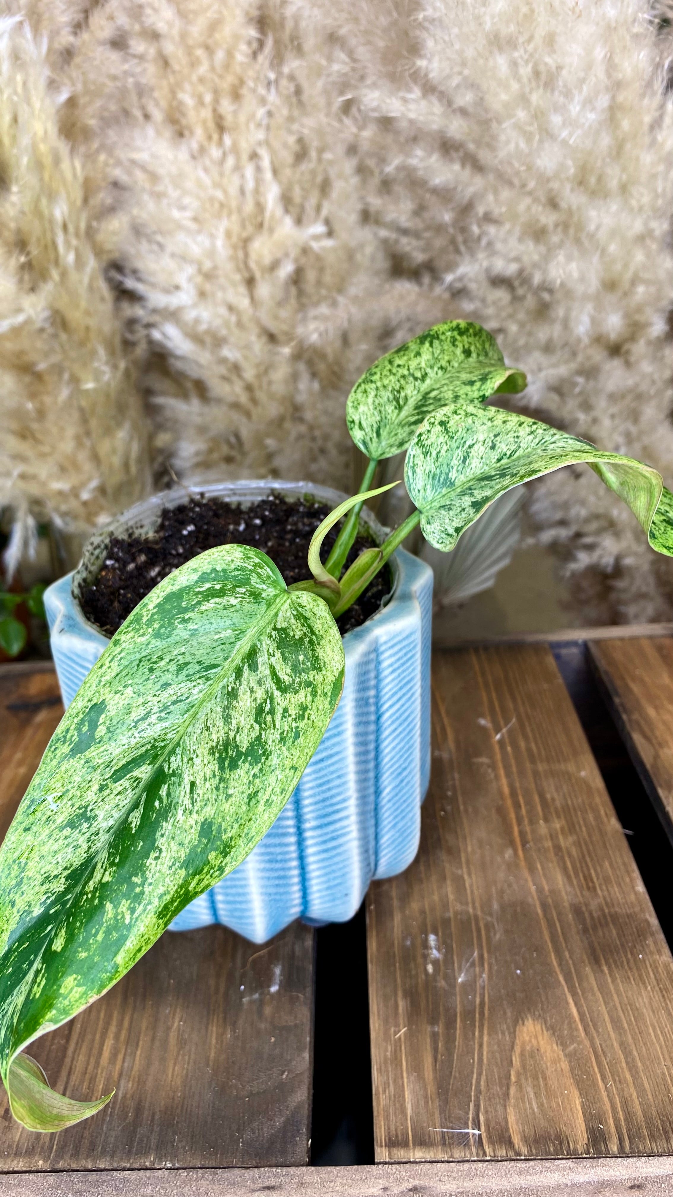 Philodendron Domesticum Marble Variegated (WP54)