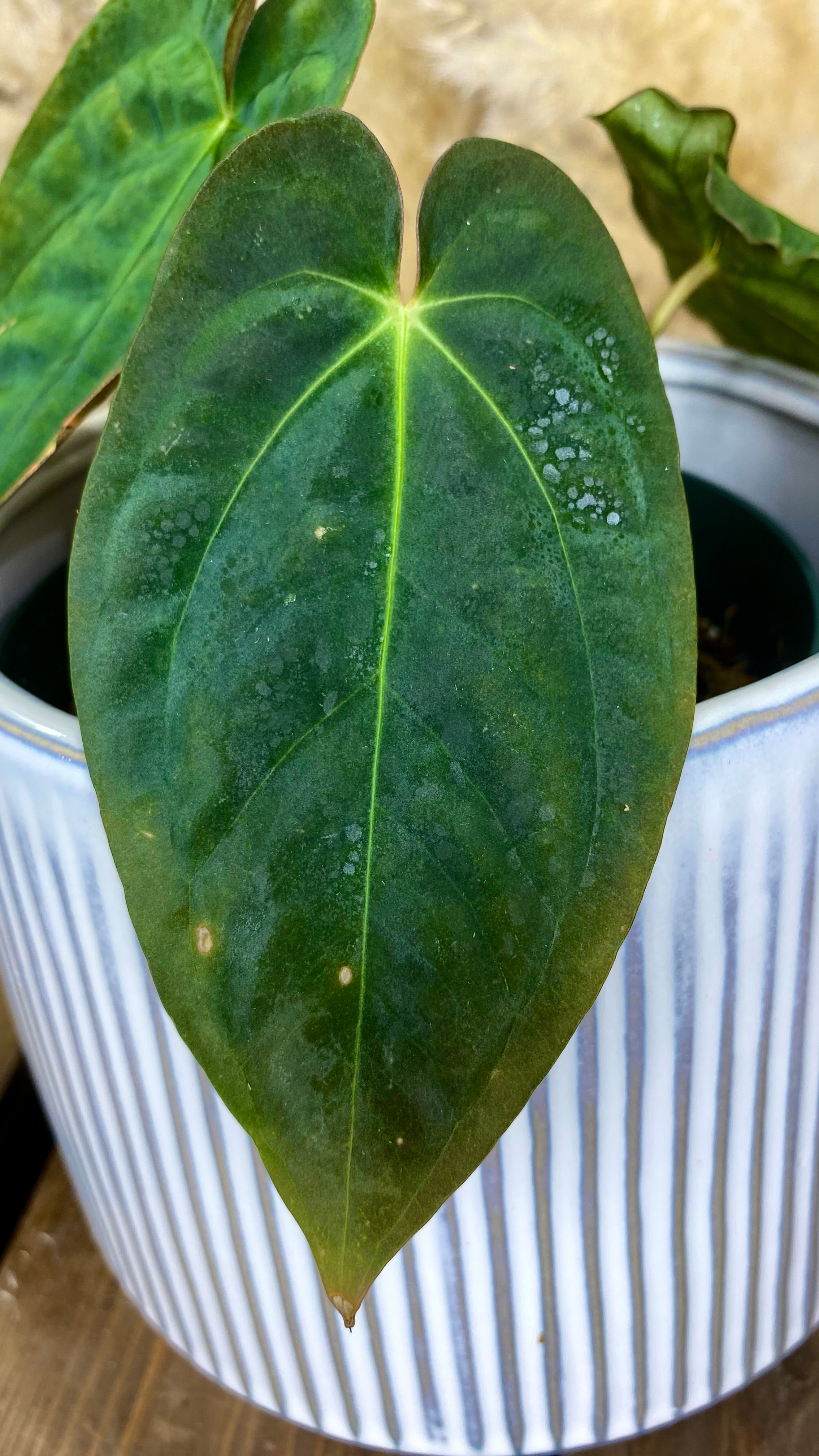 Anthurium Papillilaminum (WA45)