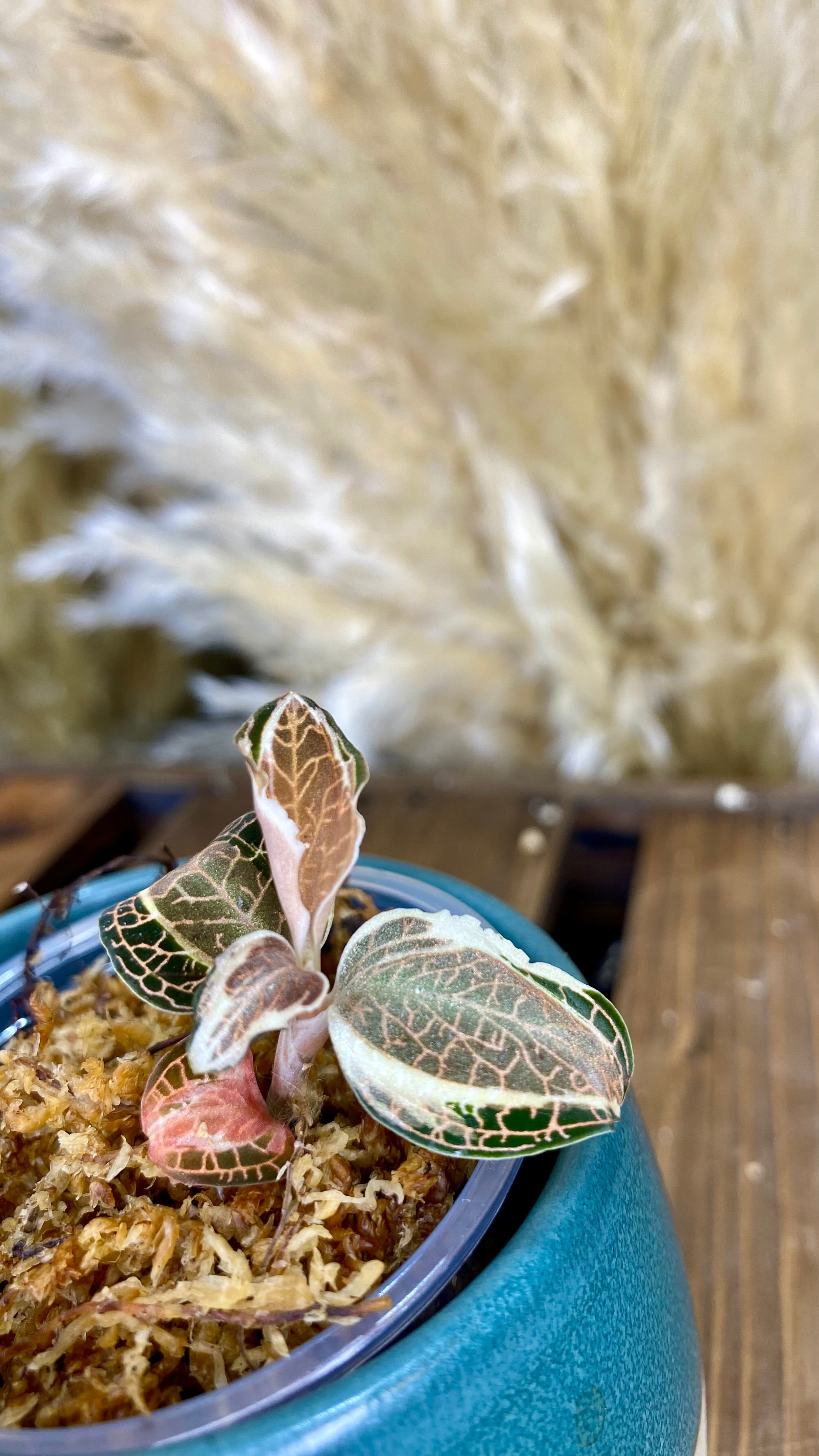 Variegated Jewel Orchid (Anoectochilius roxburghii)