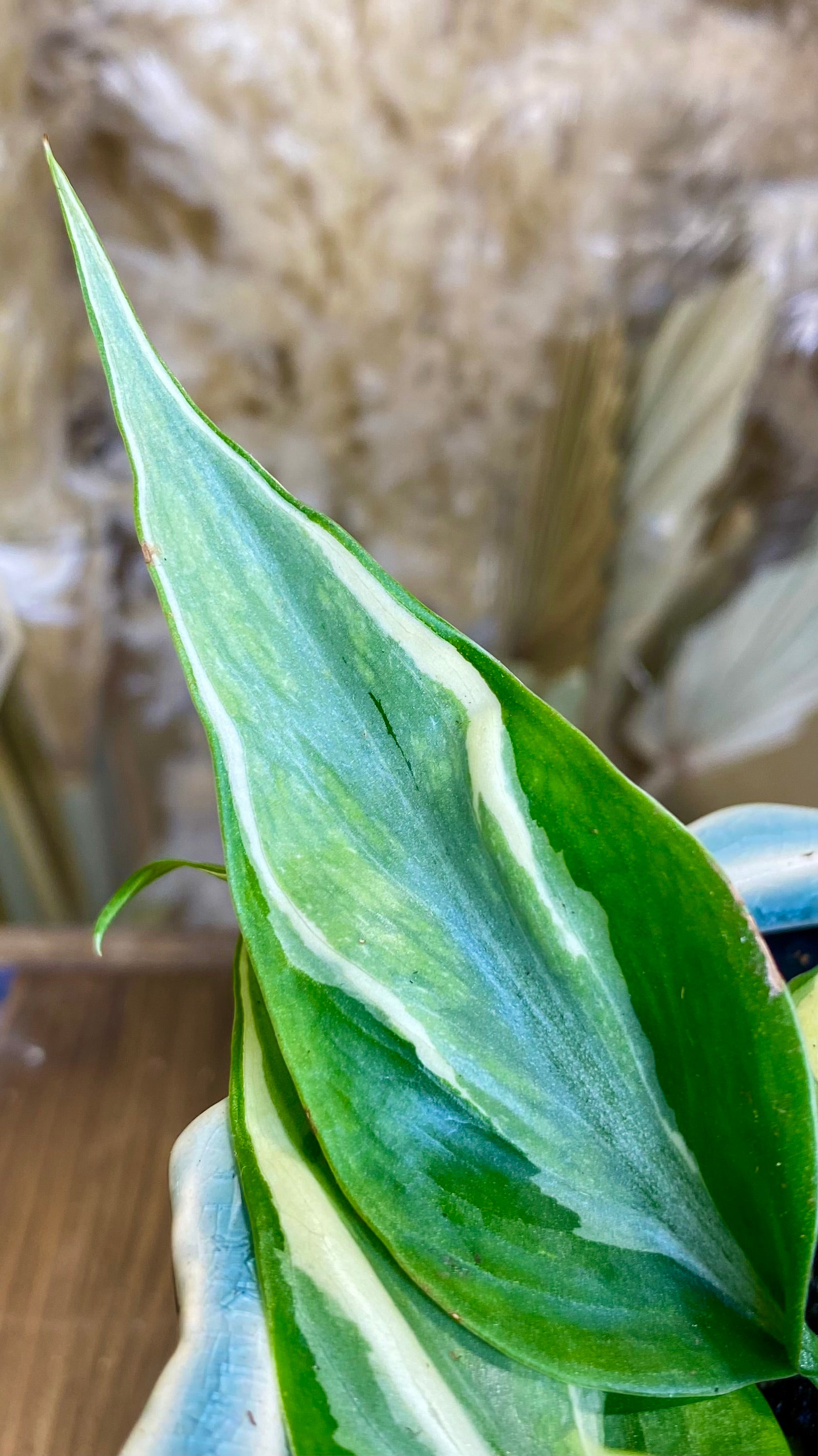 Philodendron Rio (WP059)