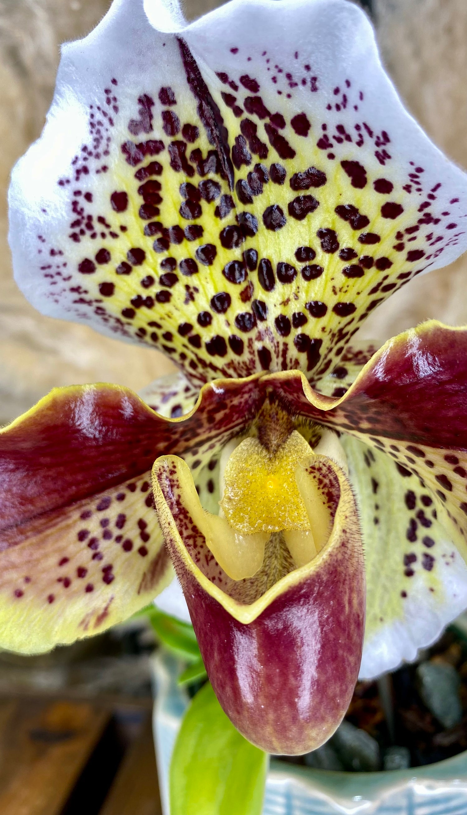 Paphiopedilum Orchid 4inch