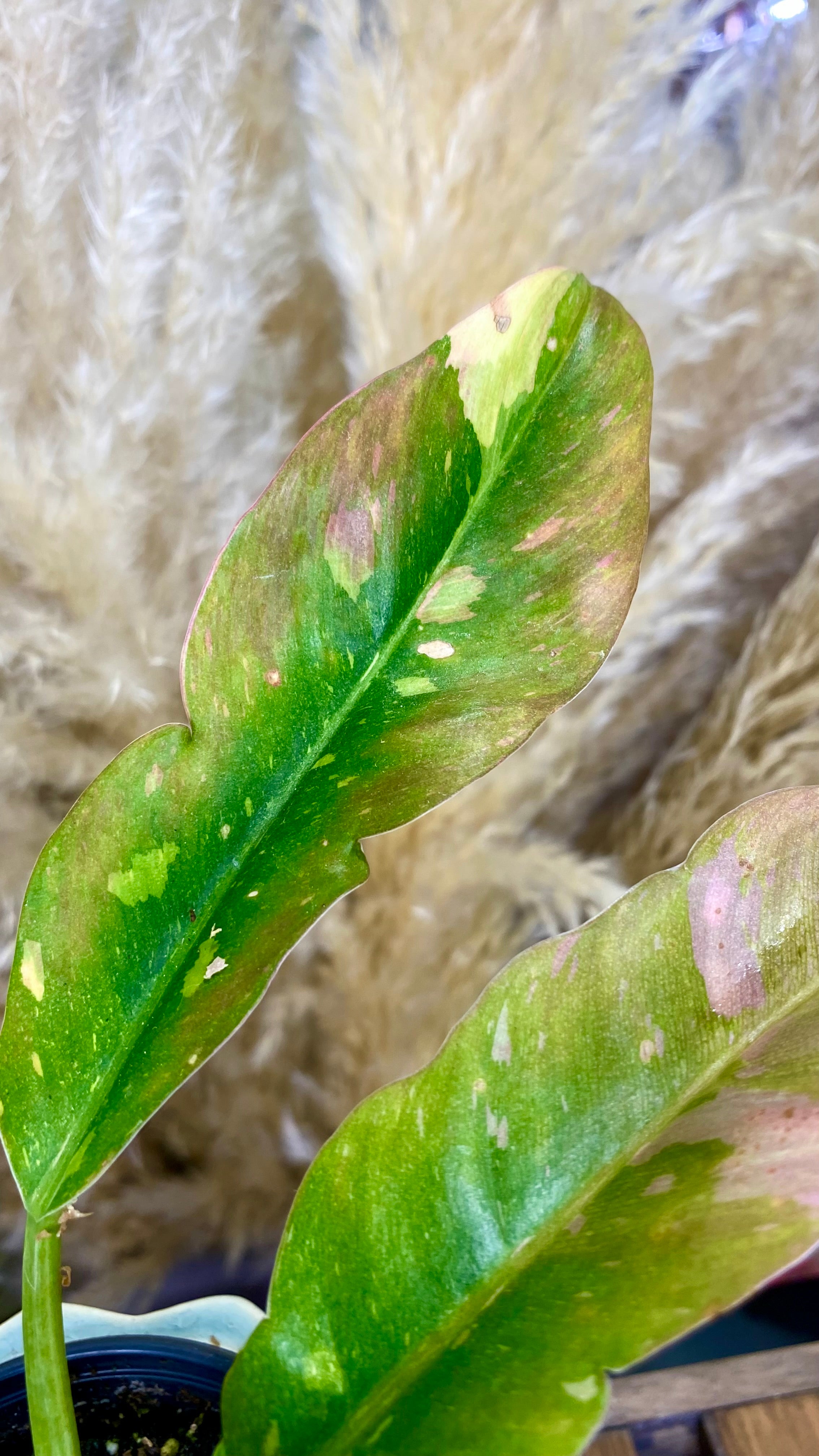 Philodendron Ring of Fire 4"