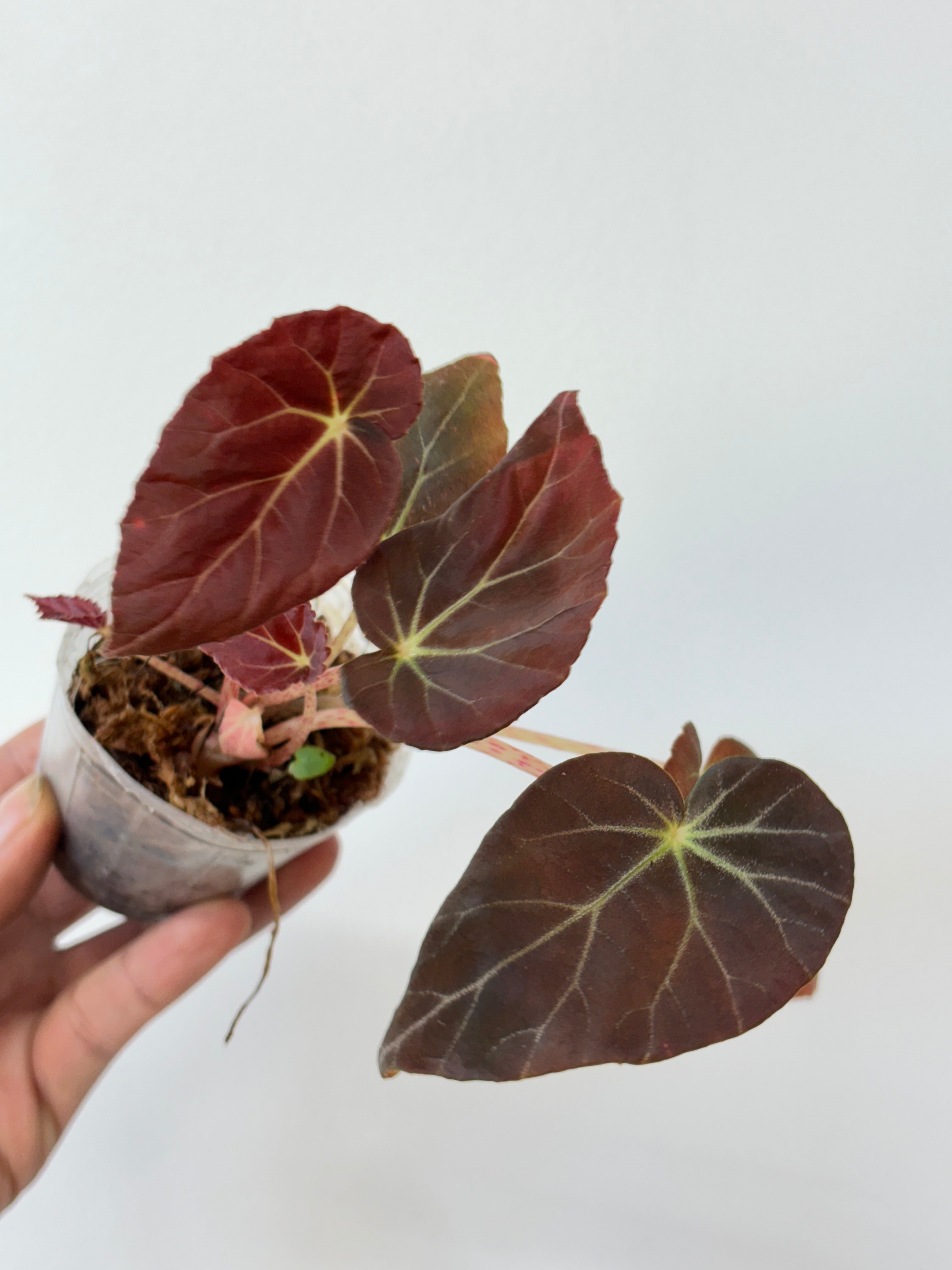 Begonia Burkillii Dark Form