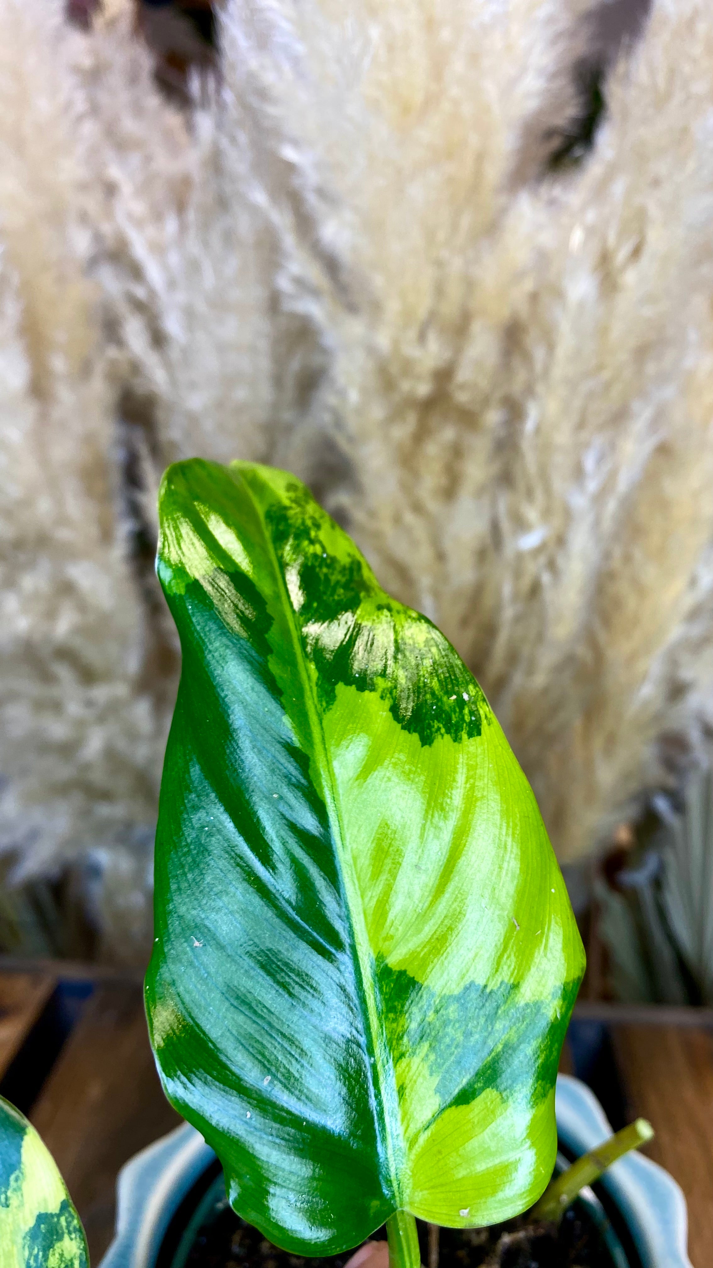 Philodendron Domesticum Variegated
