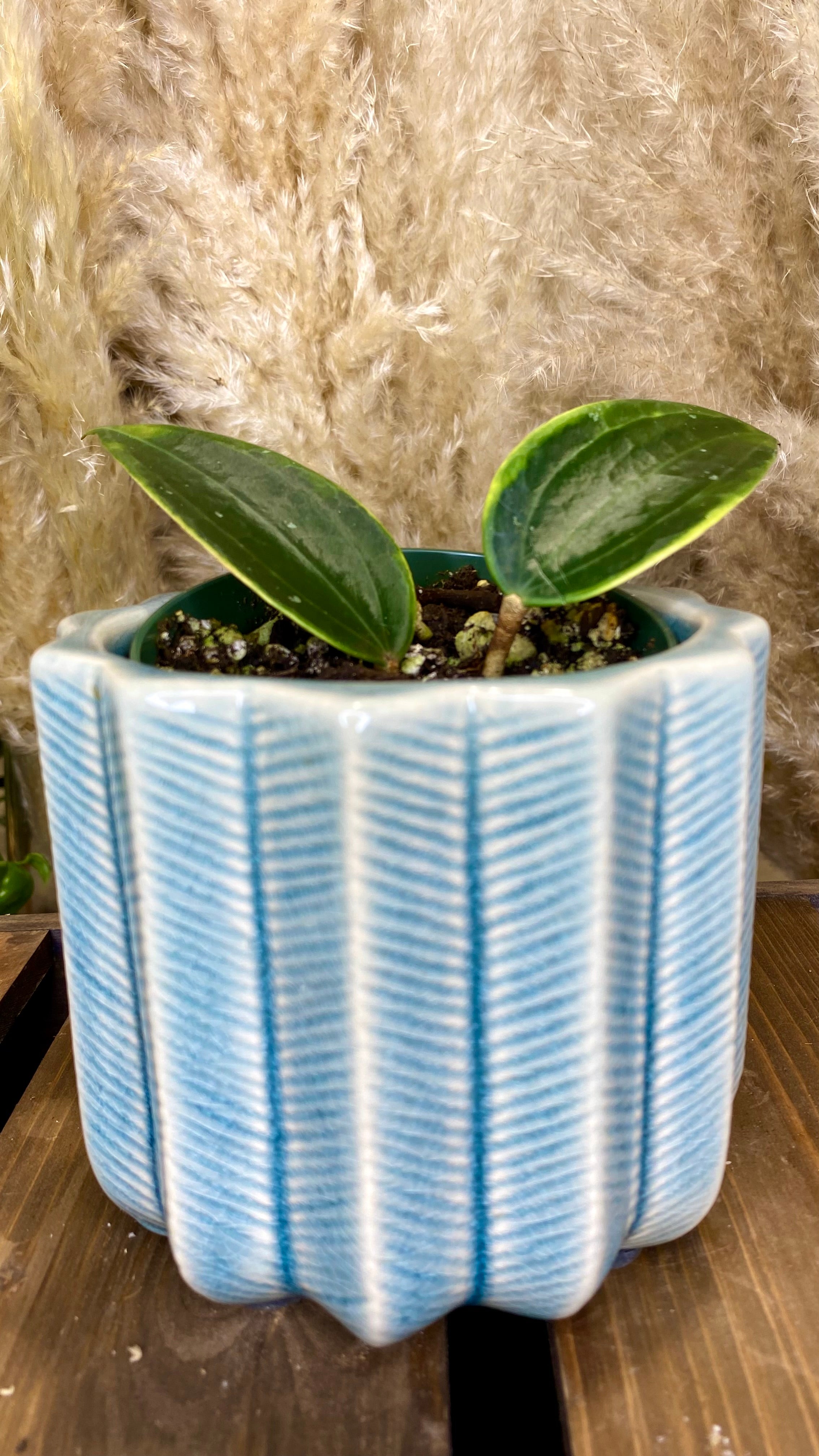 Hoya Macrophylla albomarginata