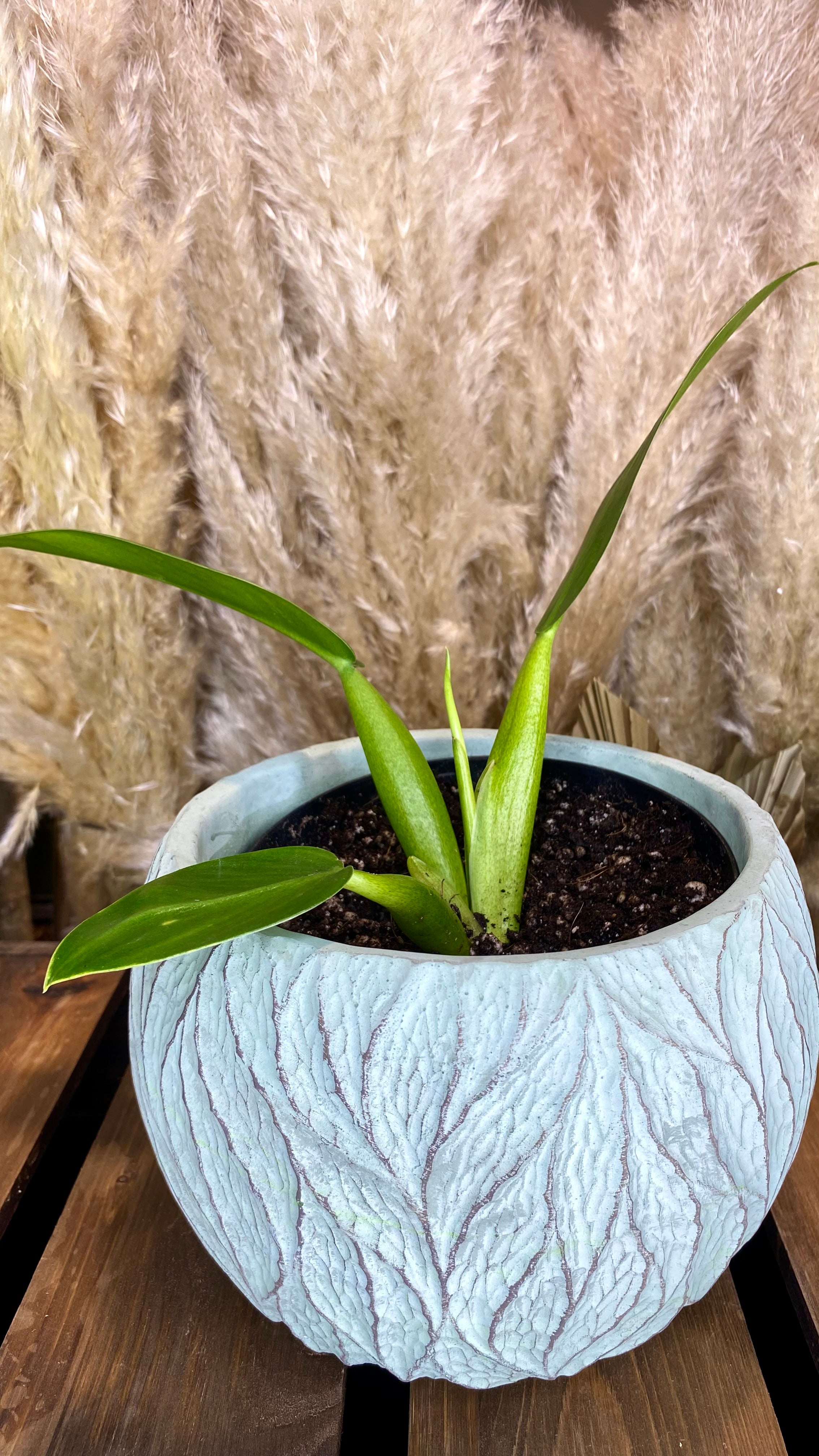Philodendron Martianum Fat Boy