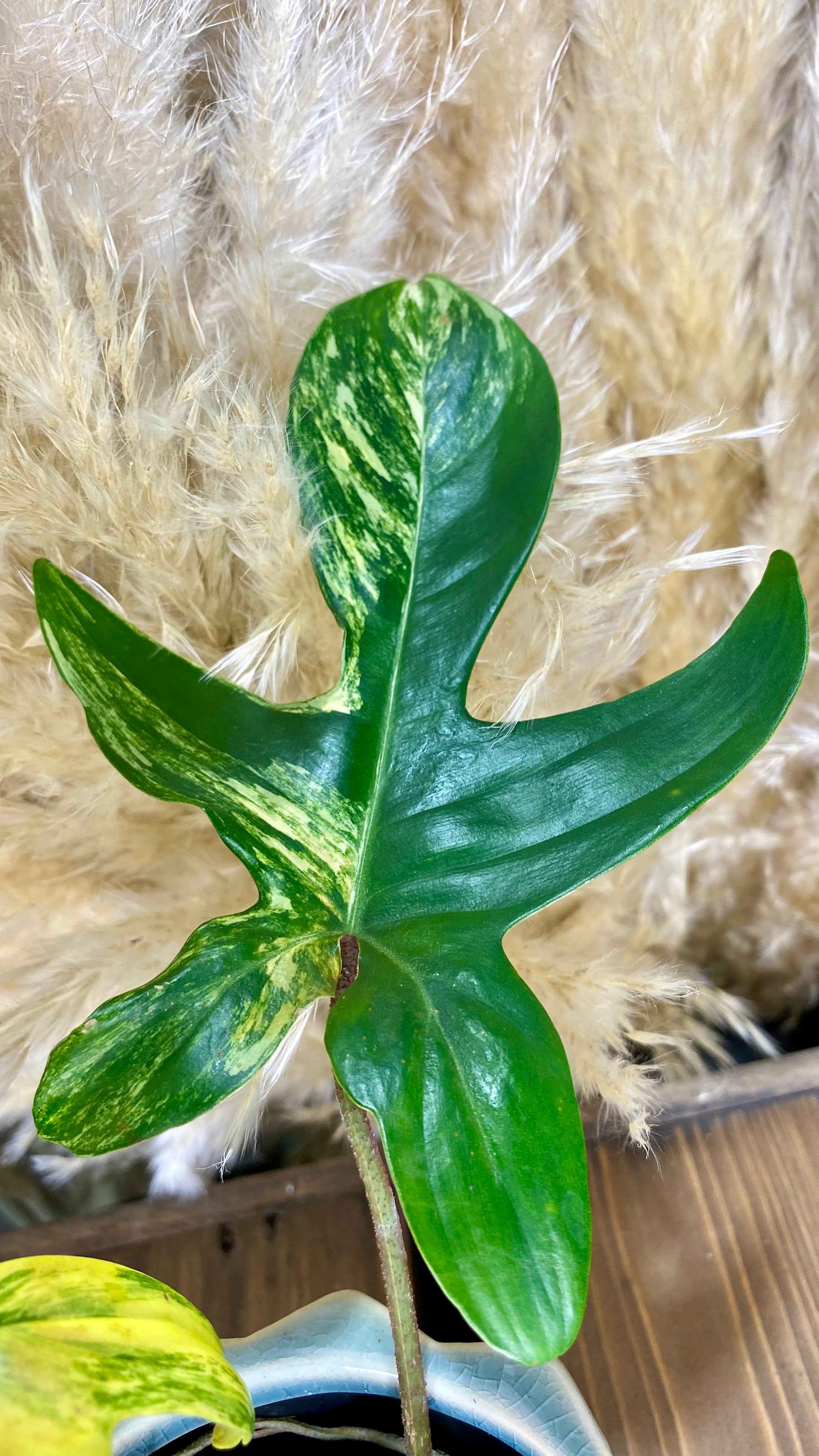 Philodendron Florida Beauty 4”