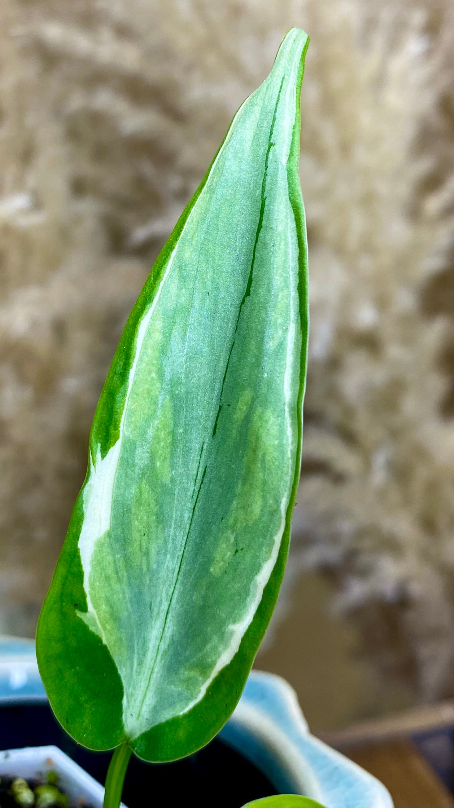 Philodendron Rio (WP057)