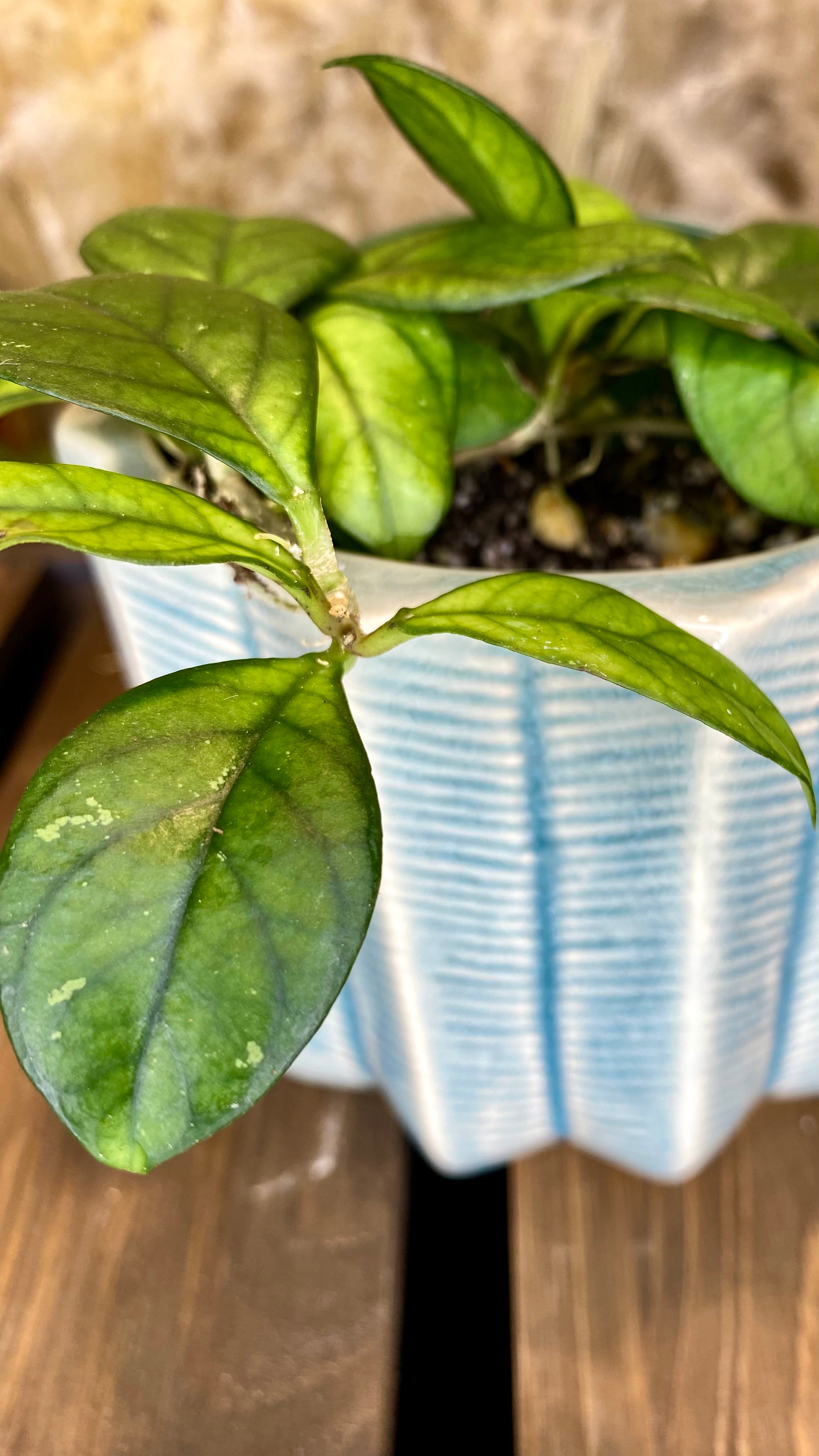 Hoya Crassipetiolata
