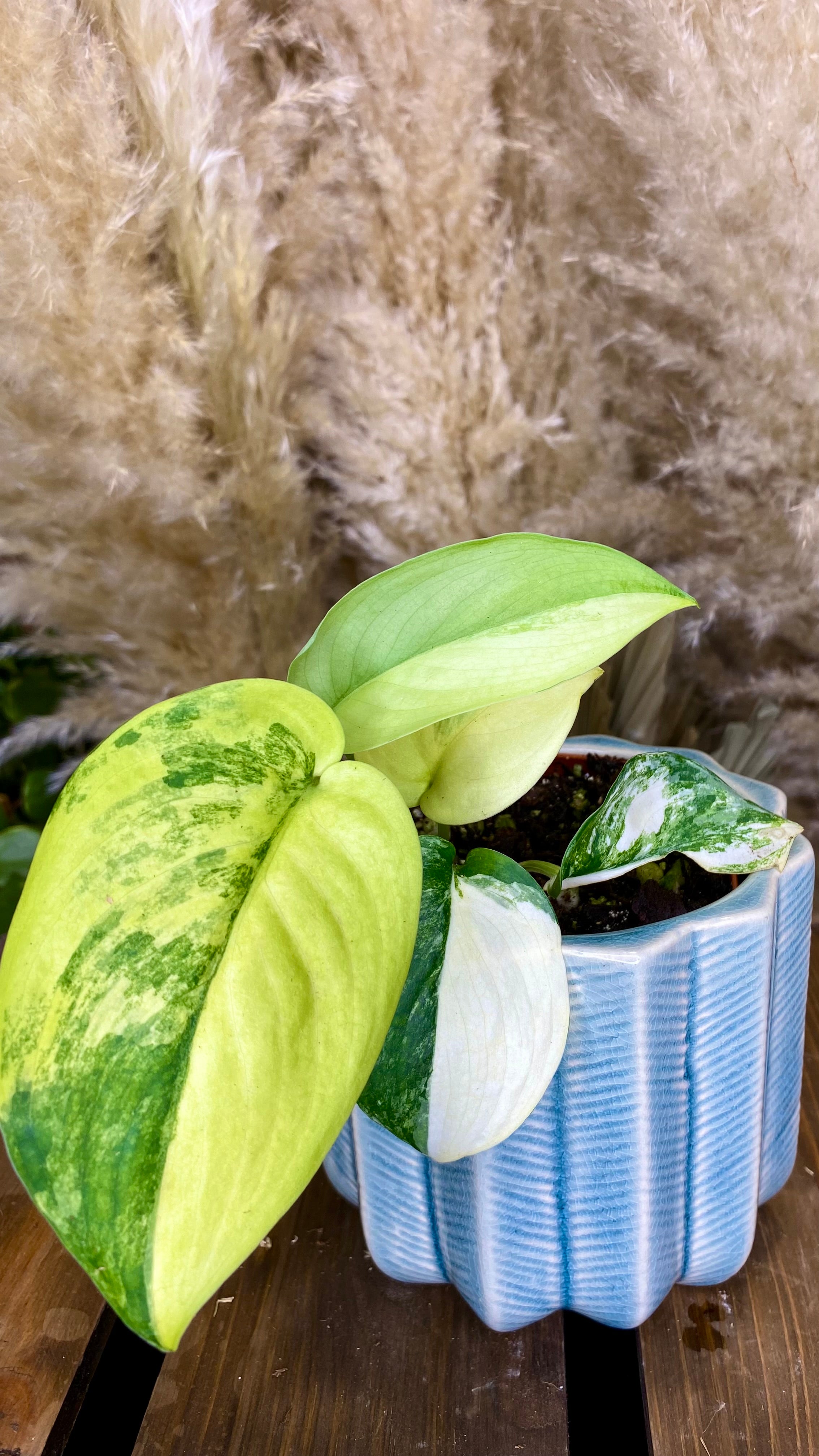 Scindapsus Jade Satin Variegated (WP21)