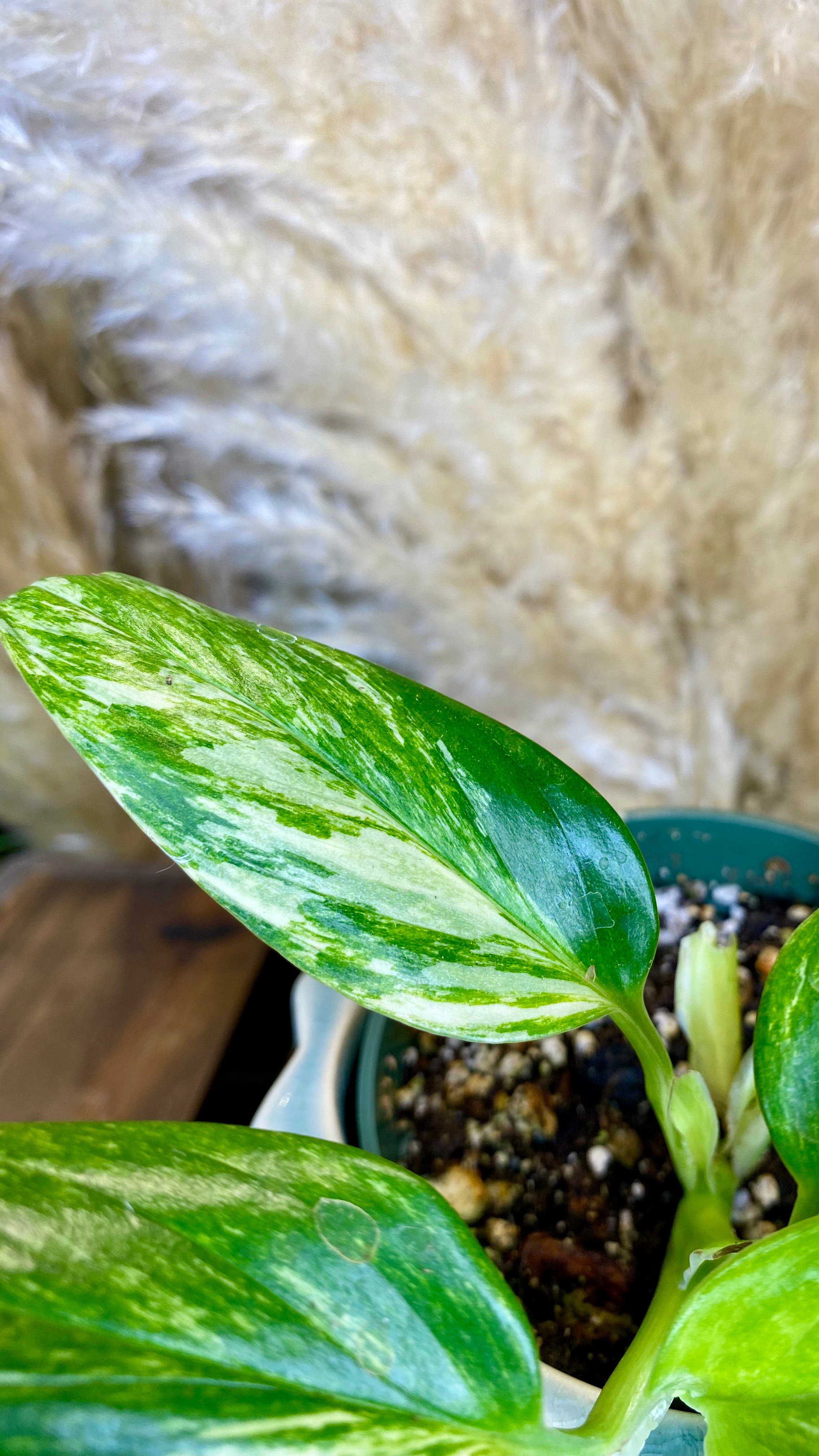 Monstera Standleyana Aurea