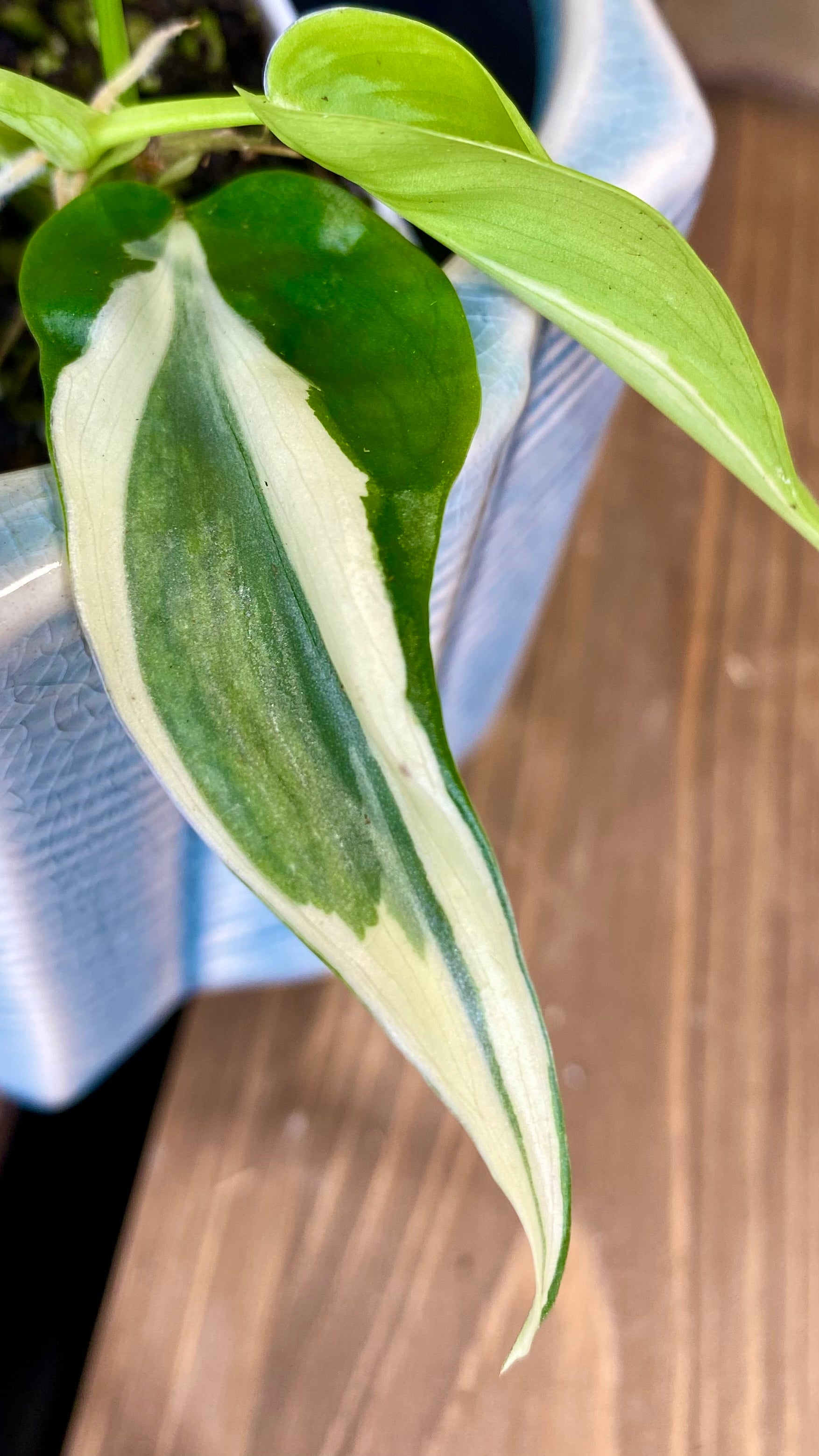 Philodendron Rio (WP057)