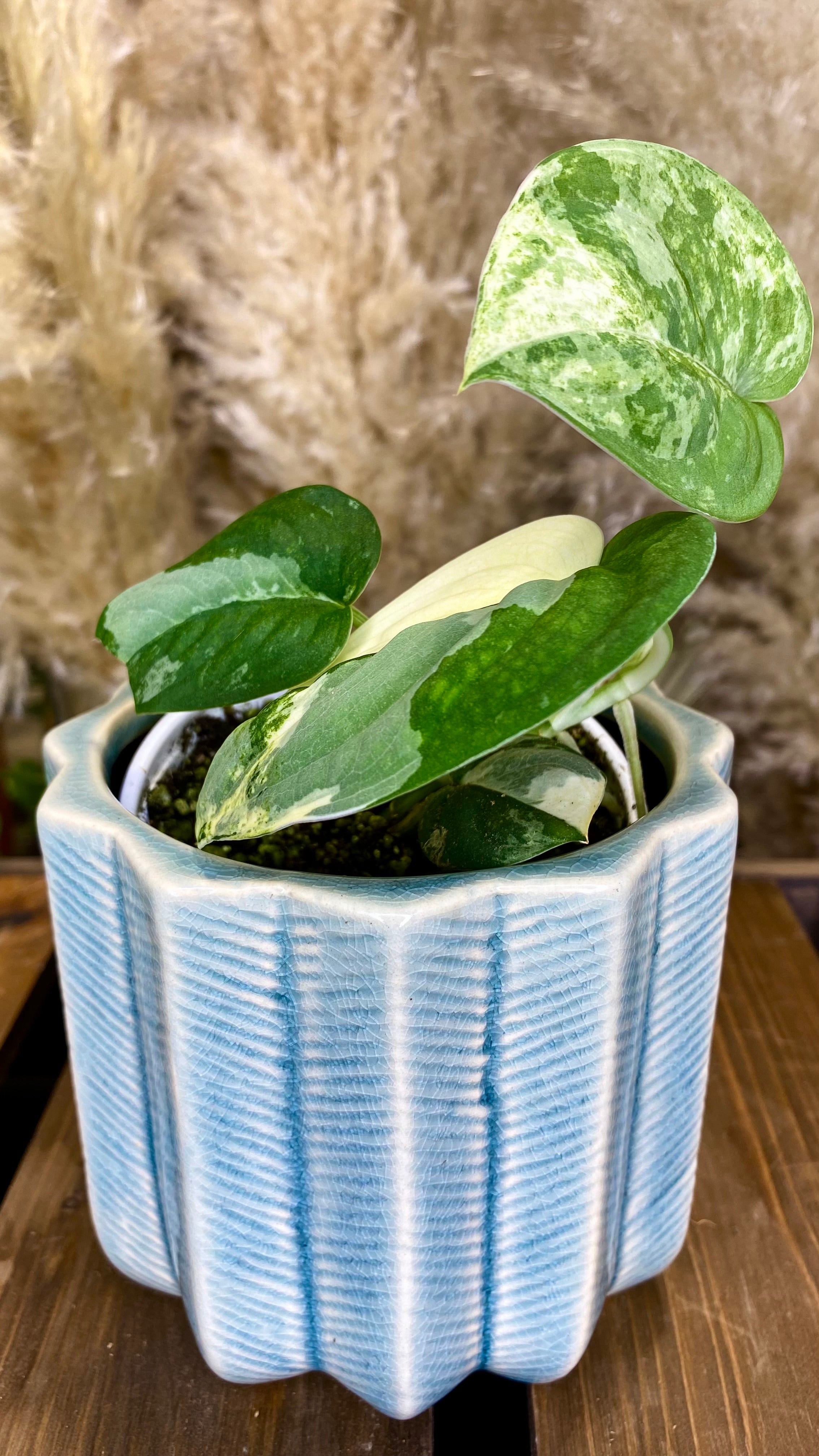 Scindapsus Mangurai 4” W9