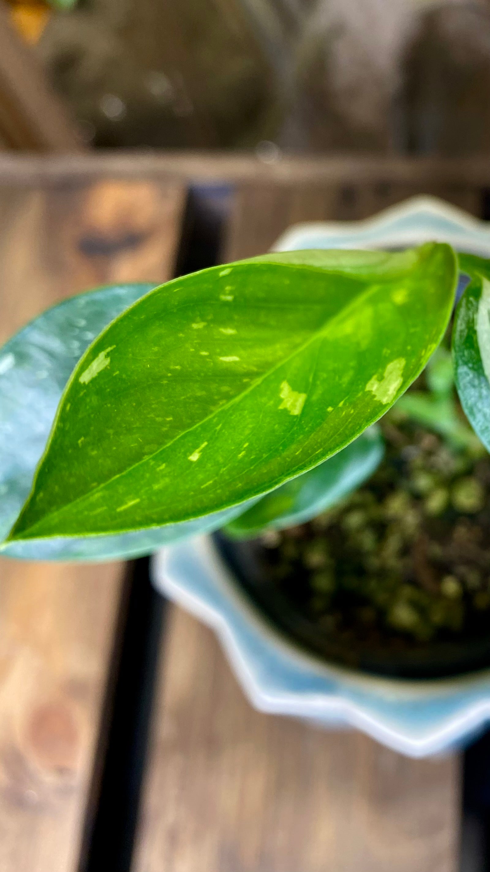 Monstera Standleyana Albo