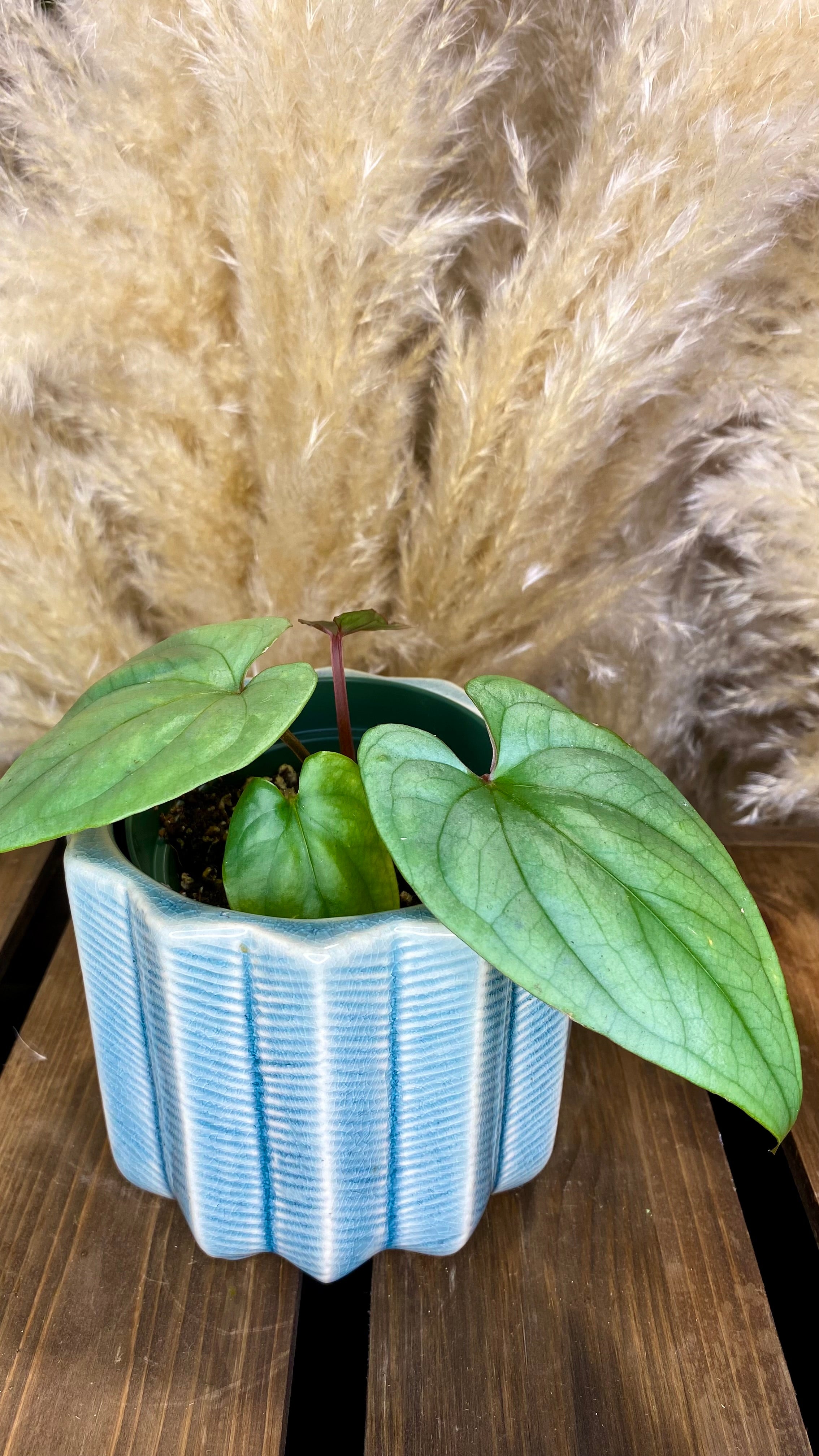 Anthurium SP Silver Peru (WA23)