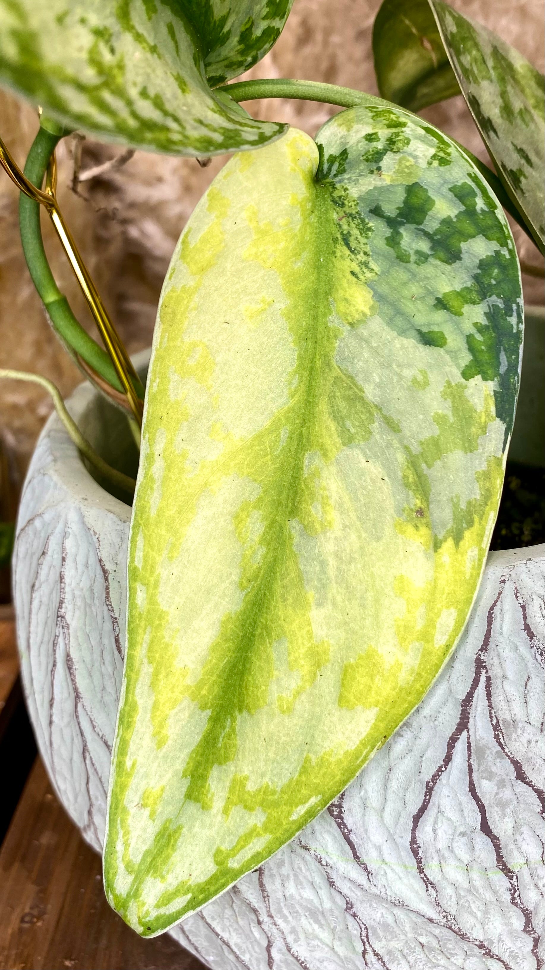 Scindapsus Lakambini Variegated