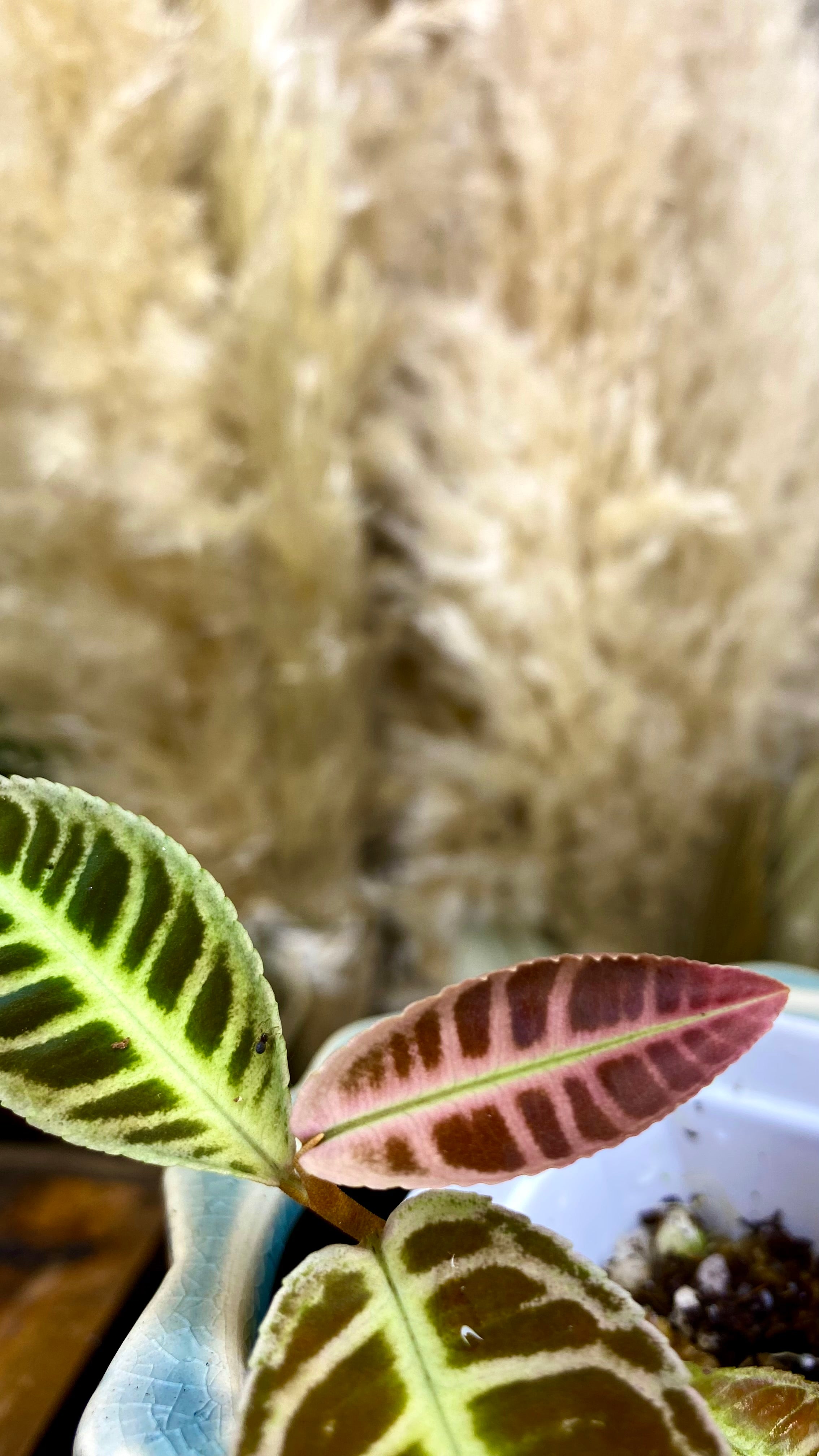 Labisia SP Riau (WL9)