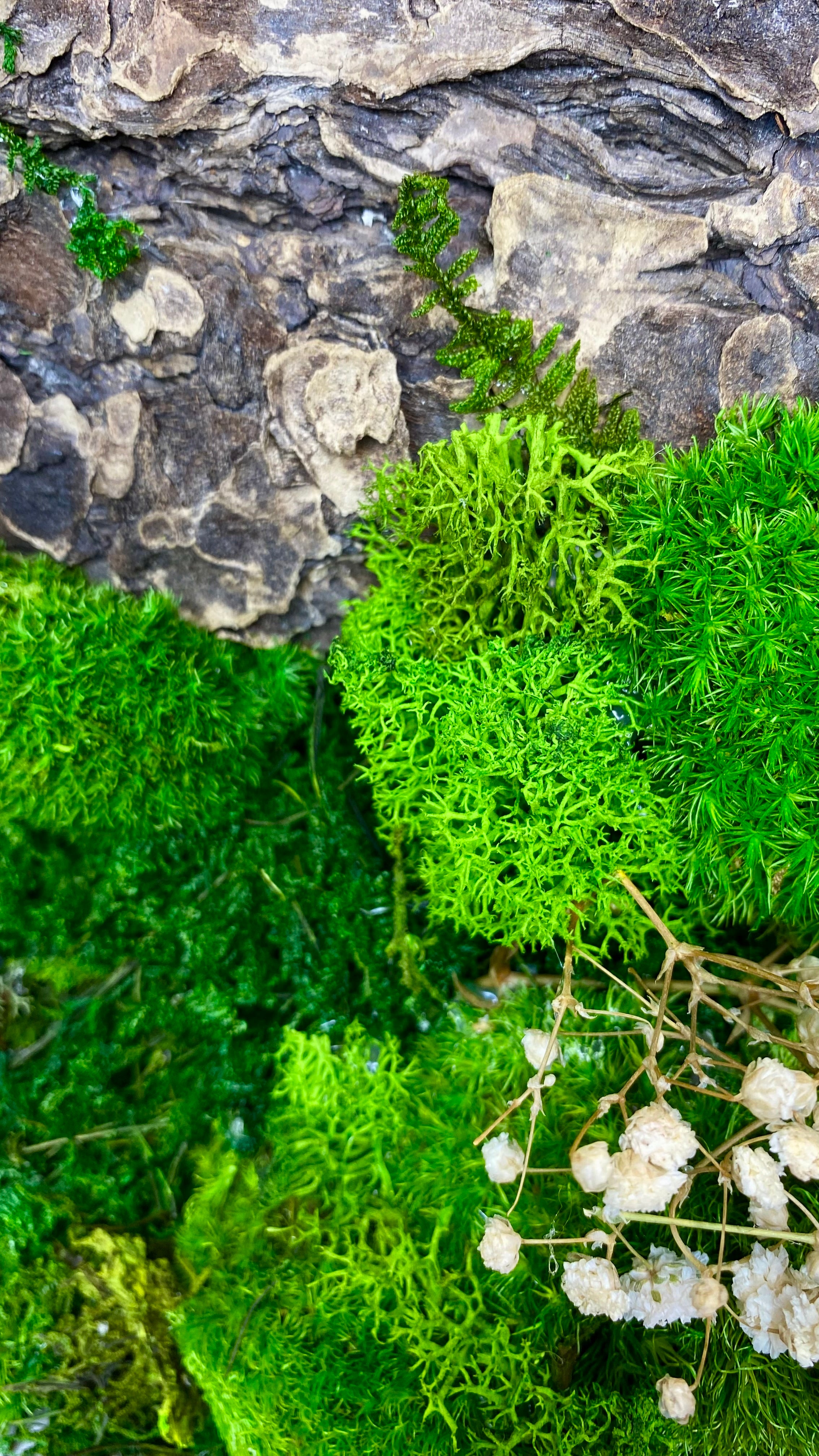 Moss Art Frames (A1)