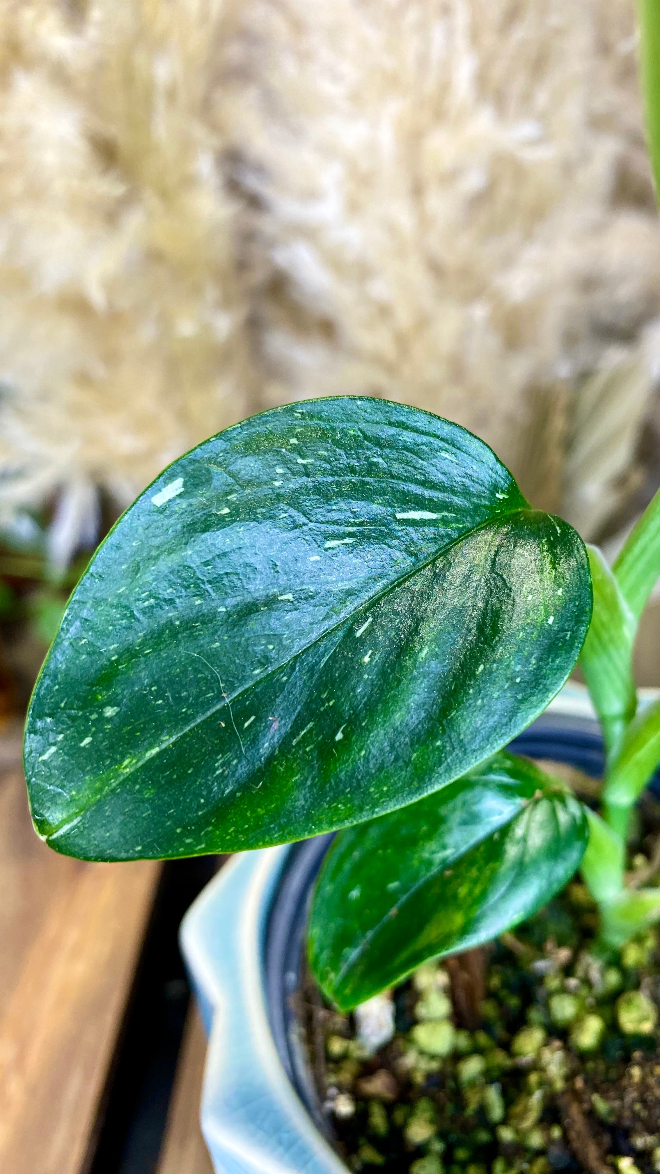 Monstera Standleyana Albo