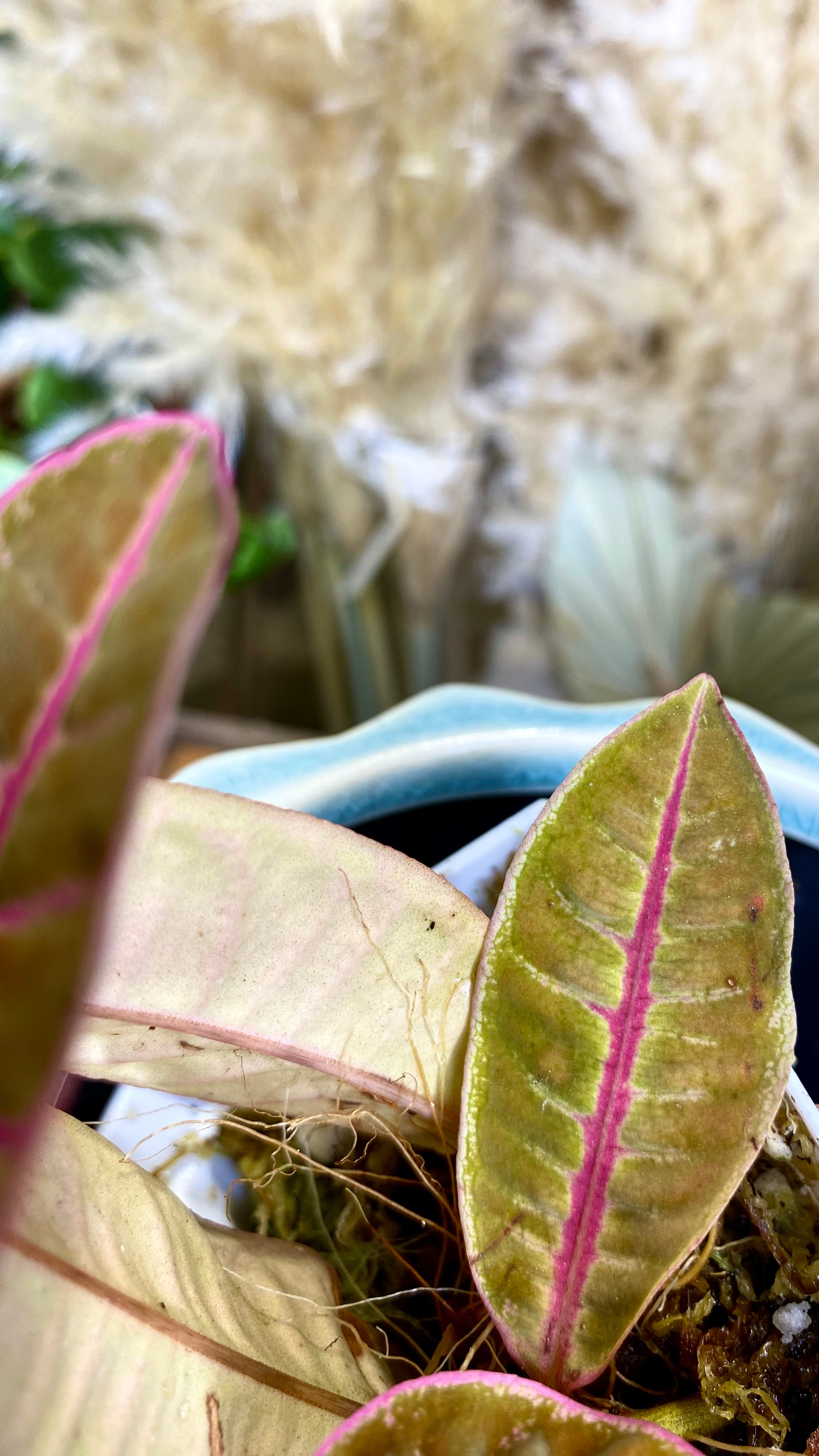 Labisia SP Riau Pink