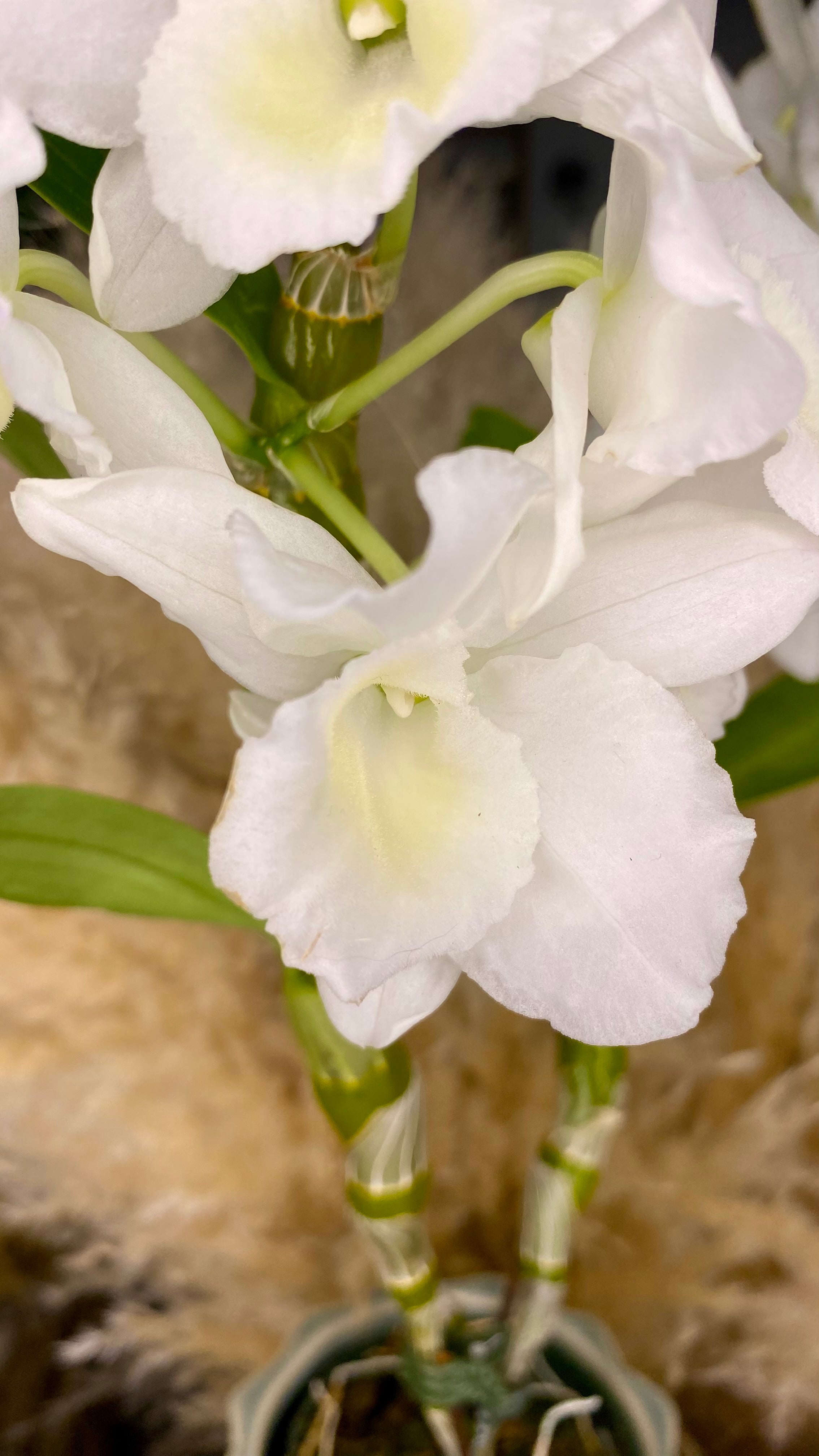 Dendrobium Orchid 4” W13