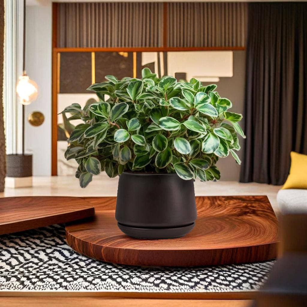 Truu Design Matte Ceramic Plant Pots and Planters-5.9" Dia.