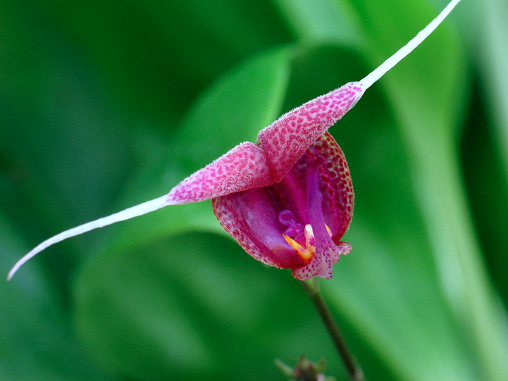 Scaphosepalum swertiifolium