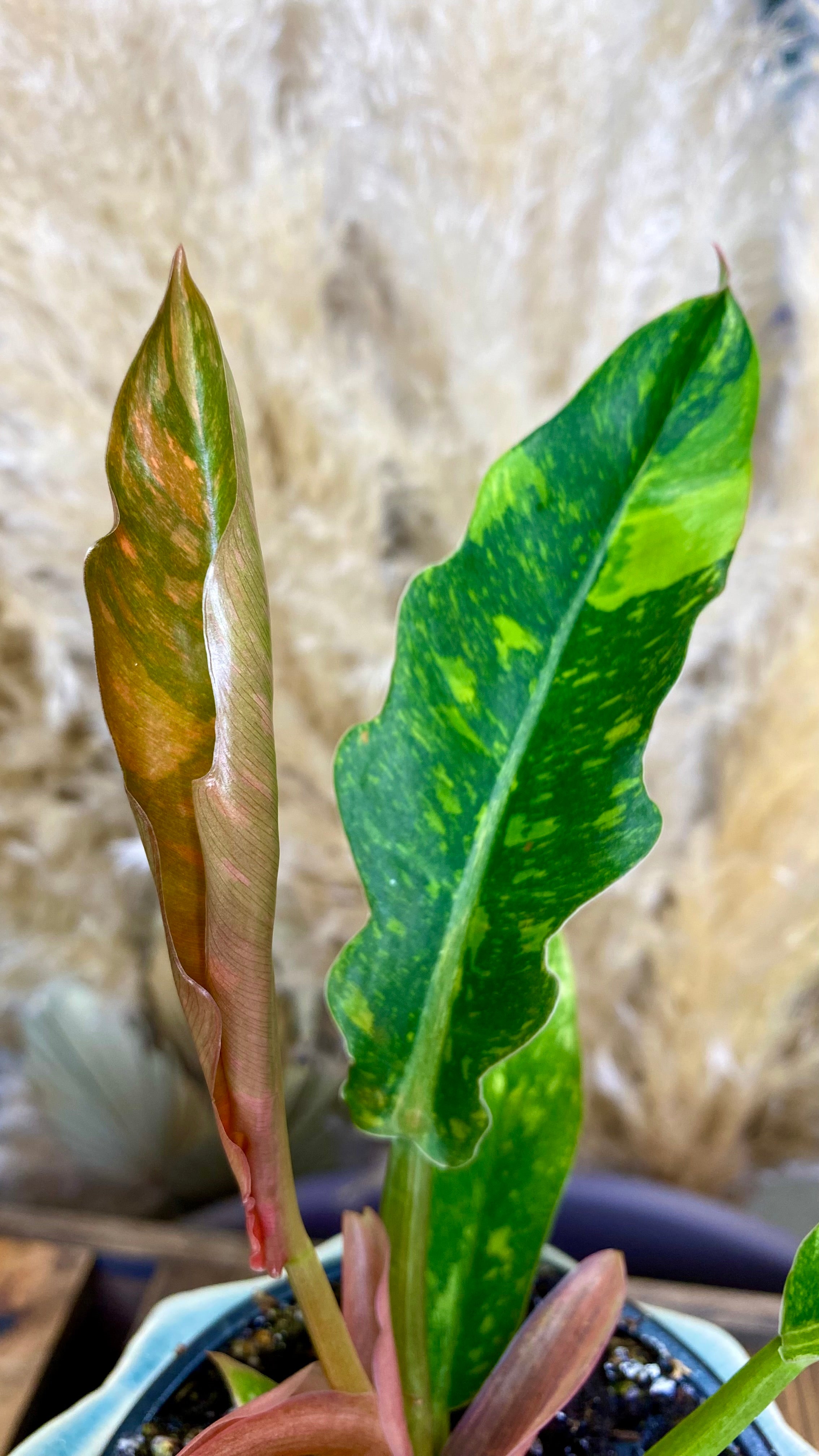 Philodendron Ring of Fire 4"