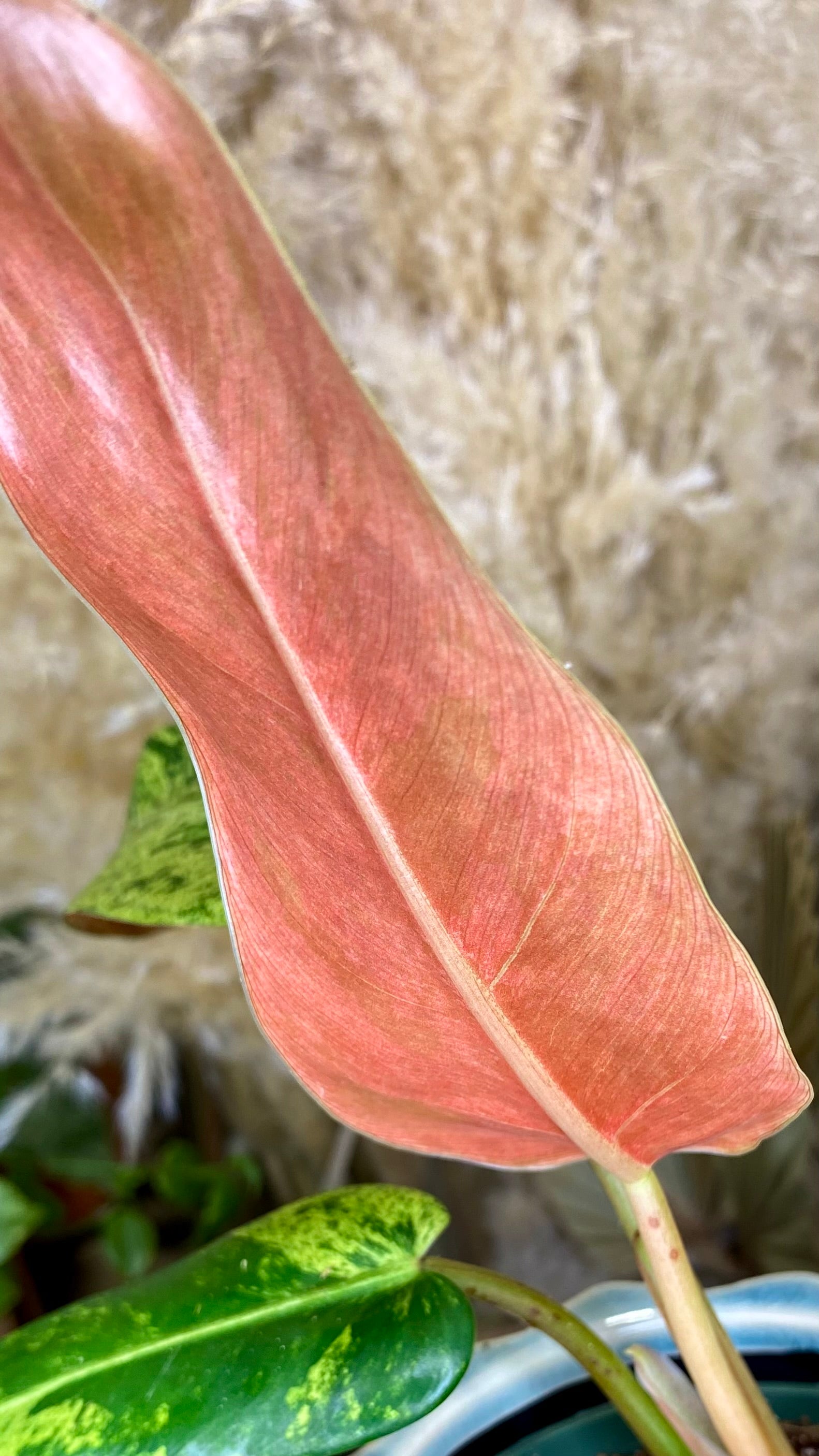 Philodendron Domesticum Marble Variegated (WP51)