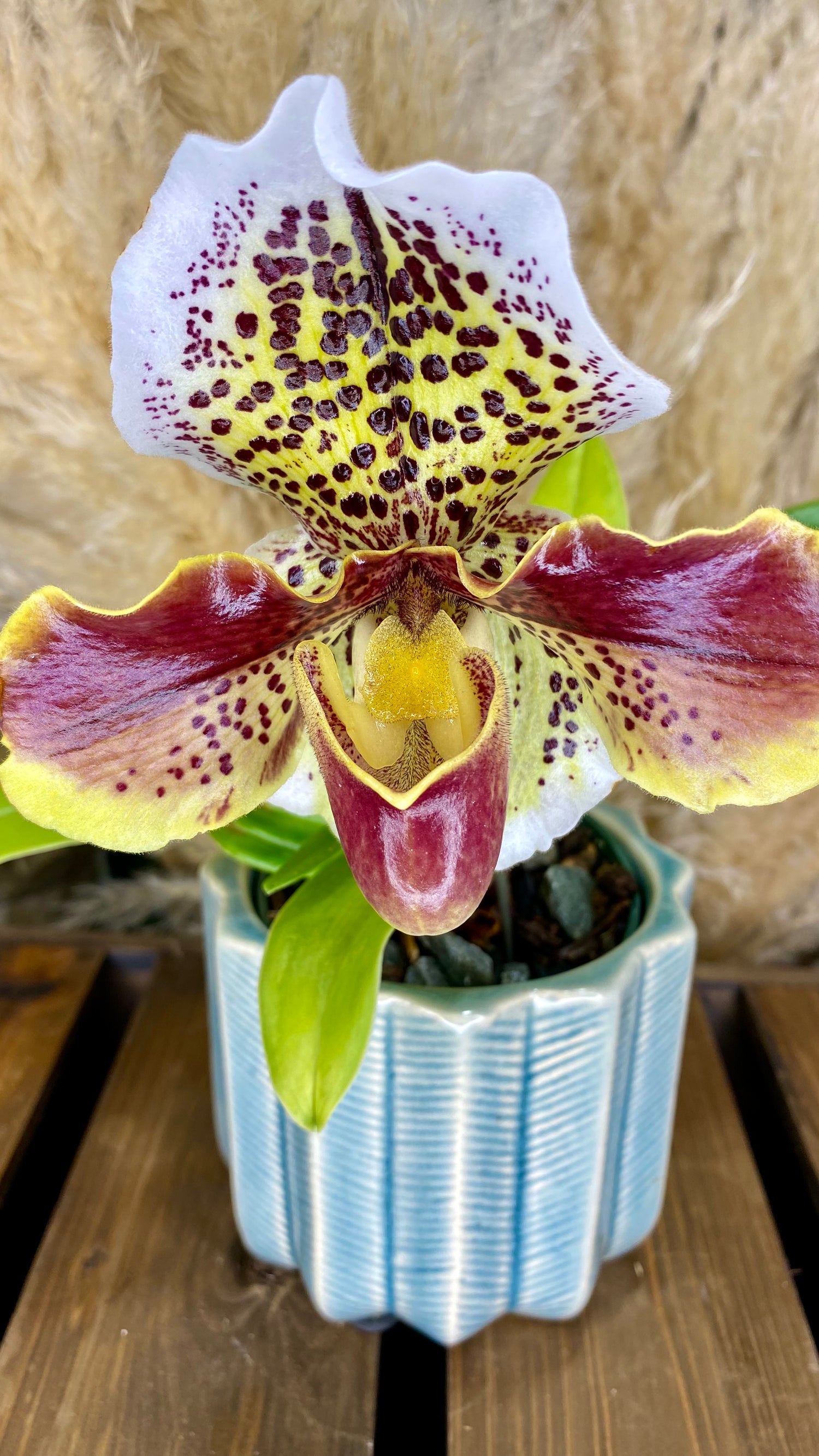 Paphiopedilum Orchid 4inch