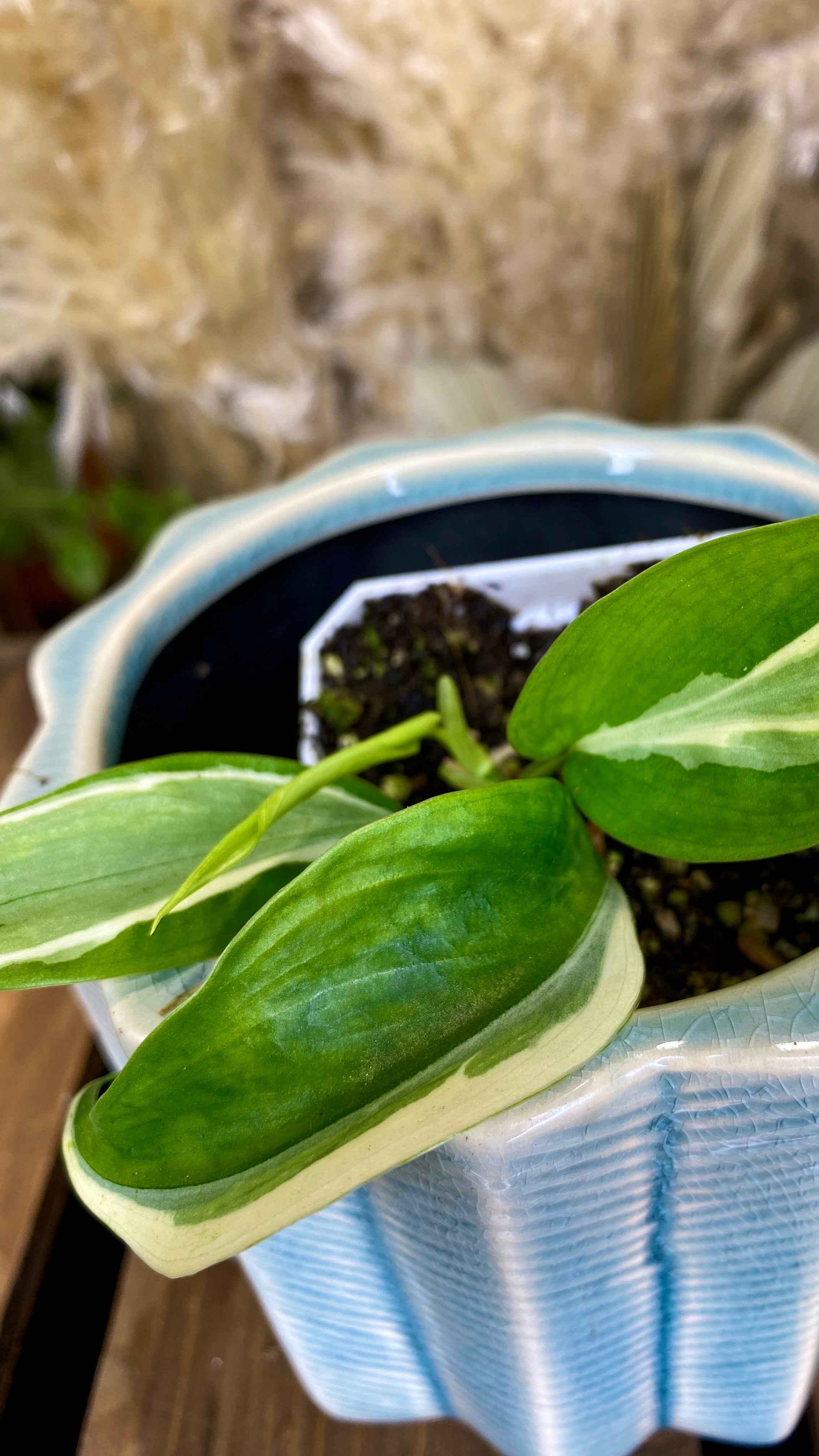 Philodendron Rio (WP056)