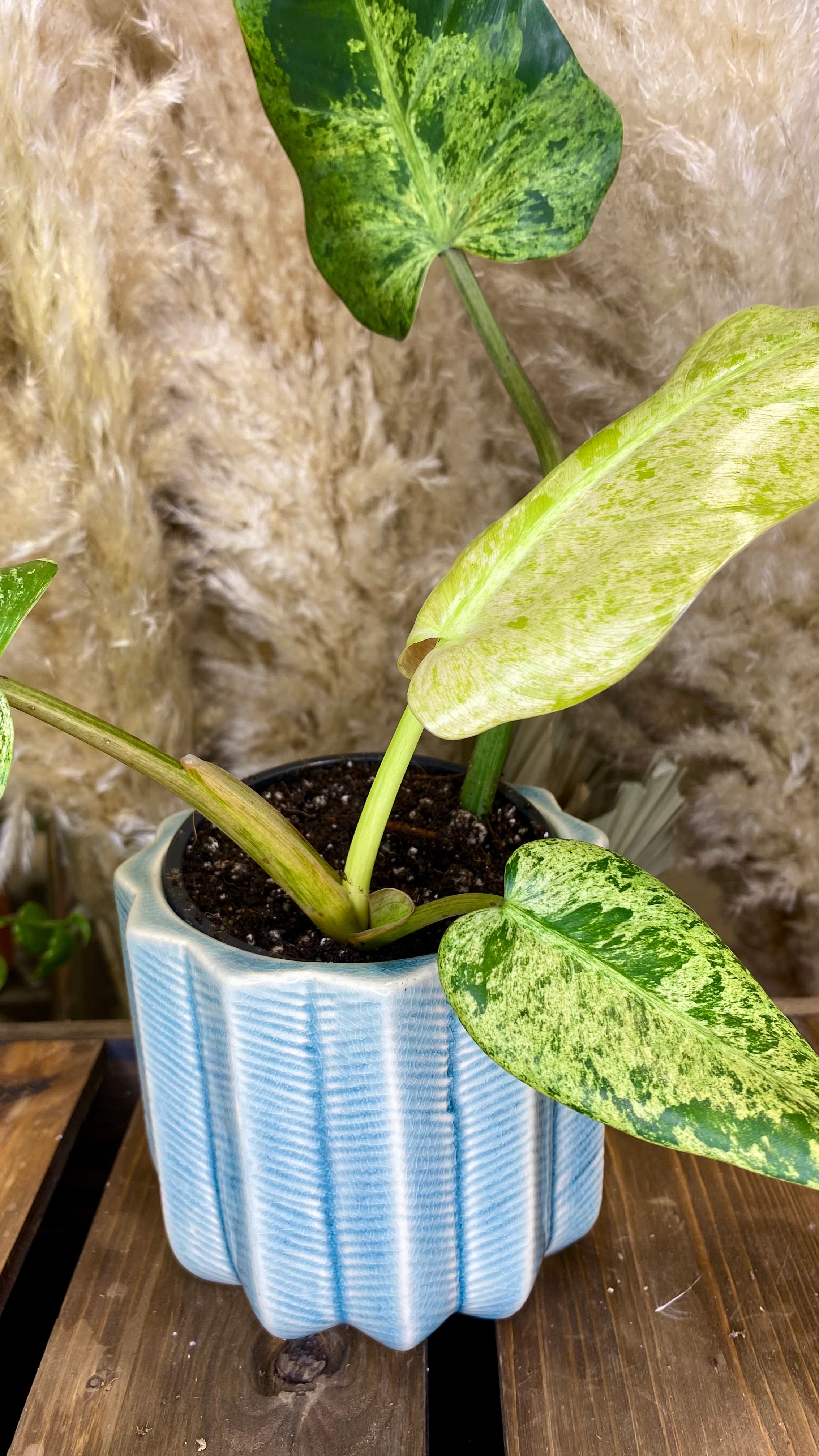 Philodendron Domesticum Marble Variegated (WP52)