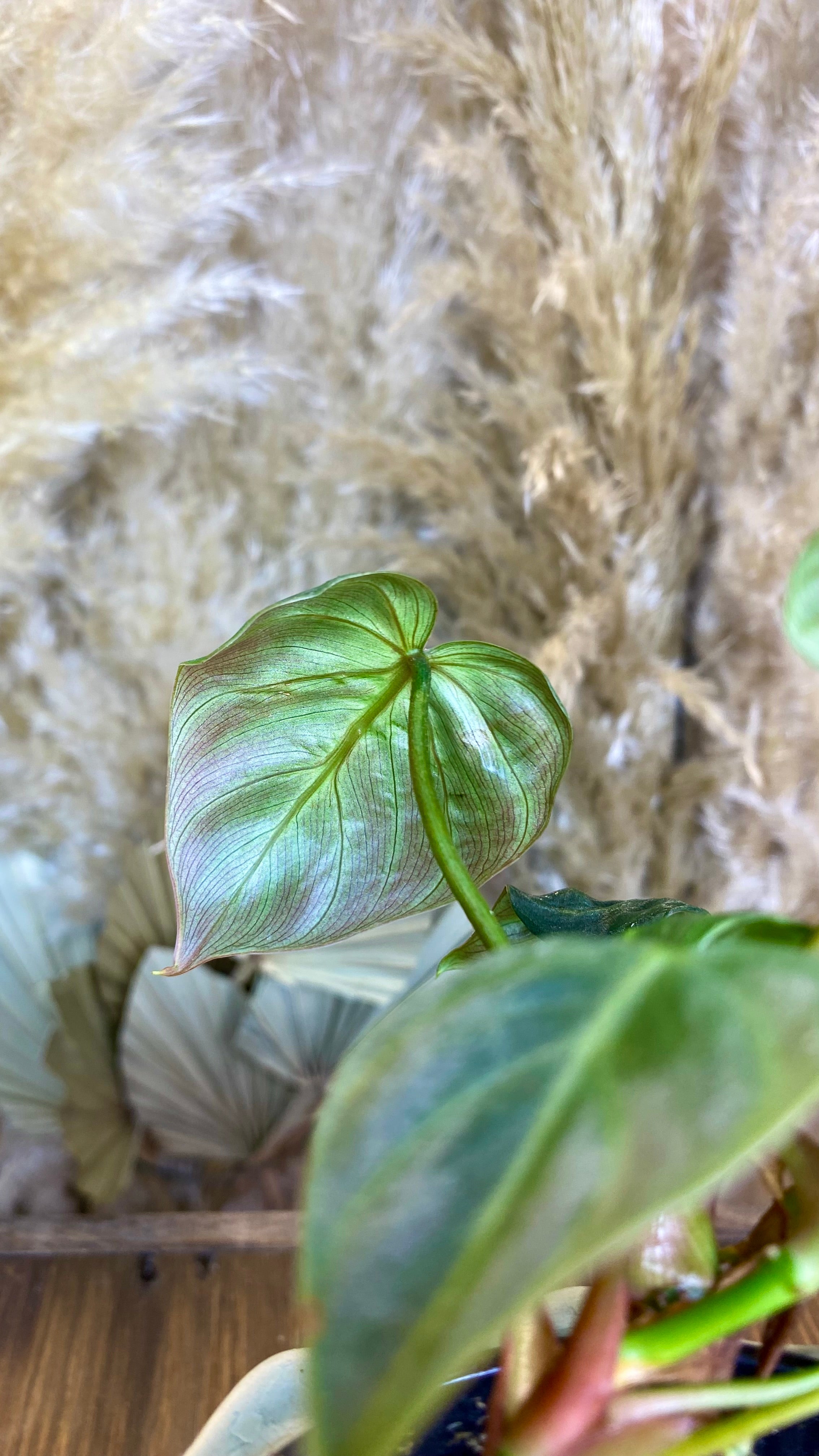 Philodendron El Choco Red 4"