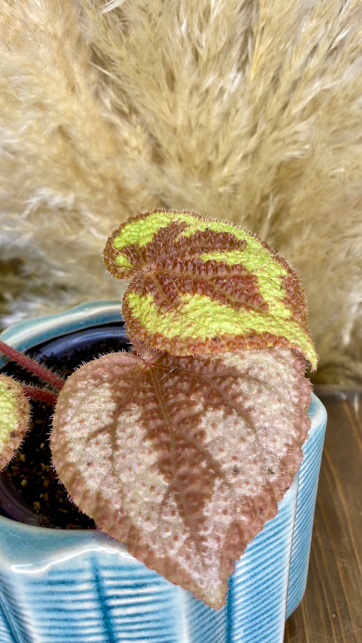 Begonia Iron Cross 4”