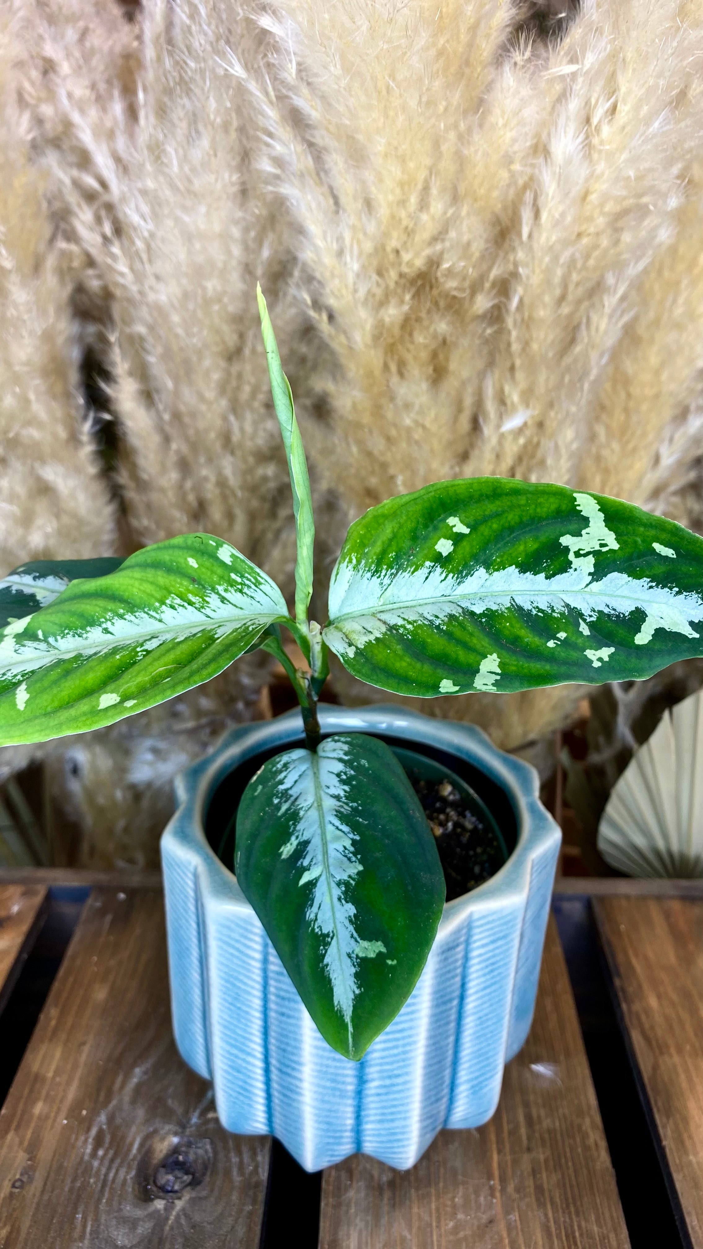 aglaonema picto tricolour Aglaonema Pictum Tricolor 4" – Wilderly