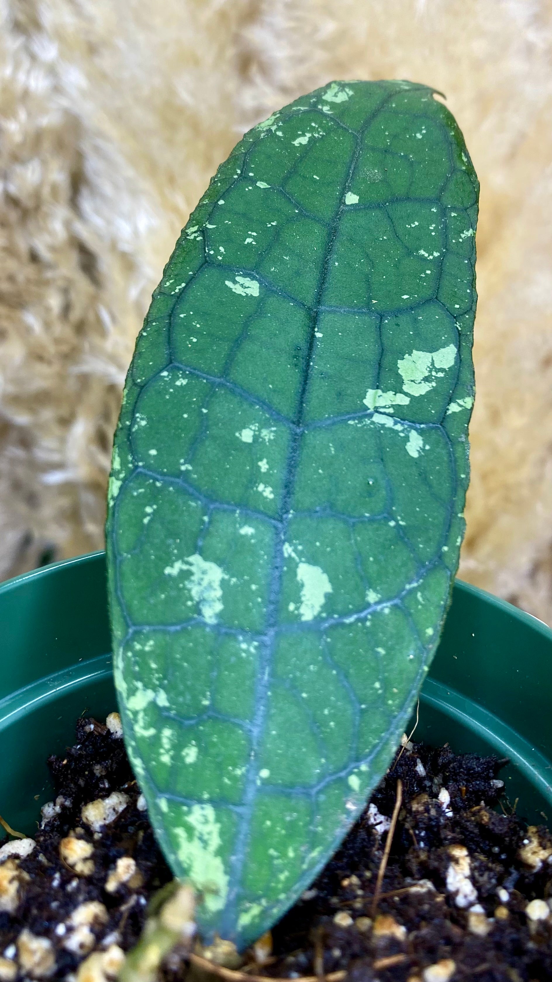 Hoya Clemensiorum