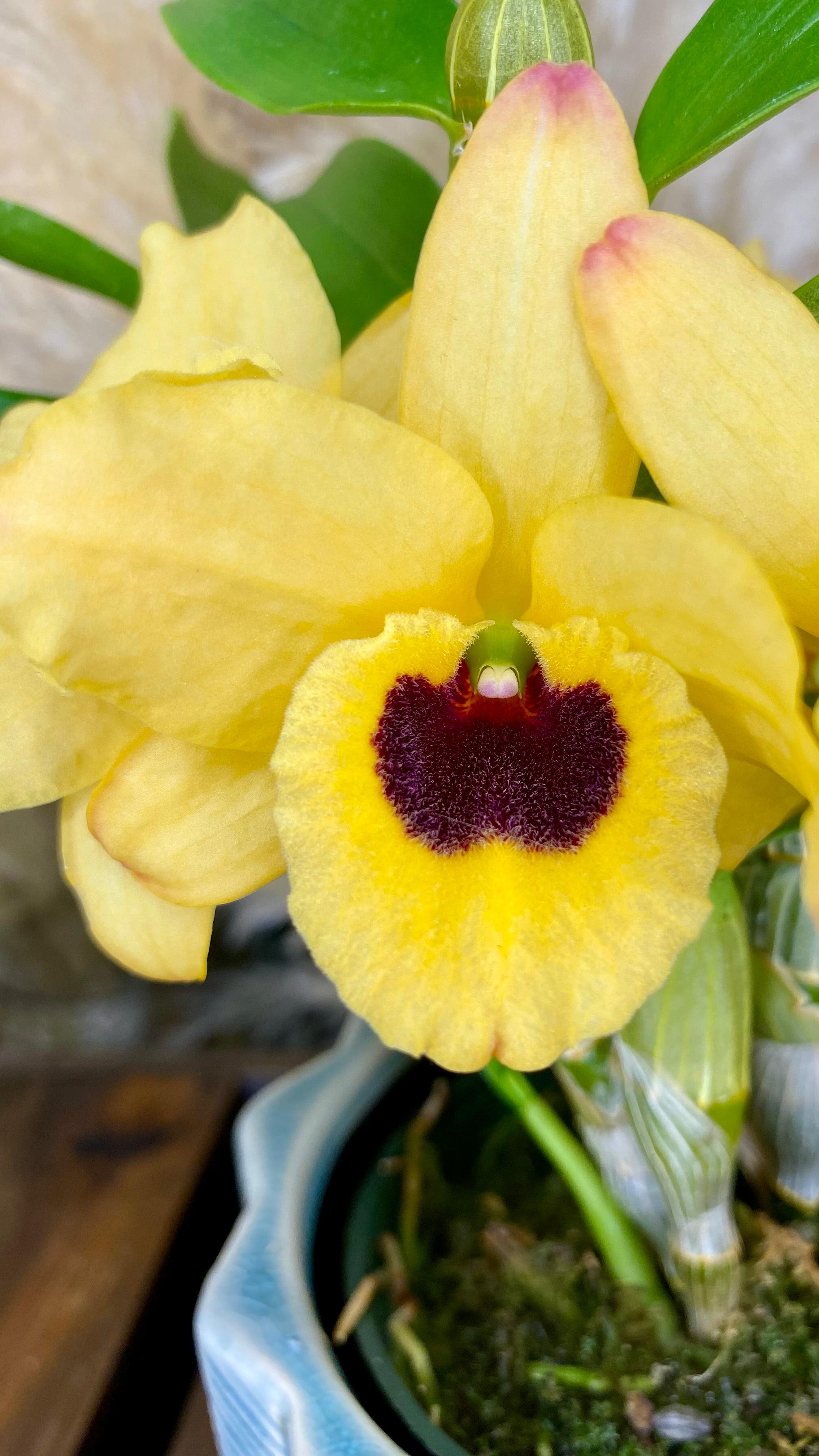 Dendrobium Orchid 4” W14