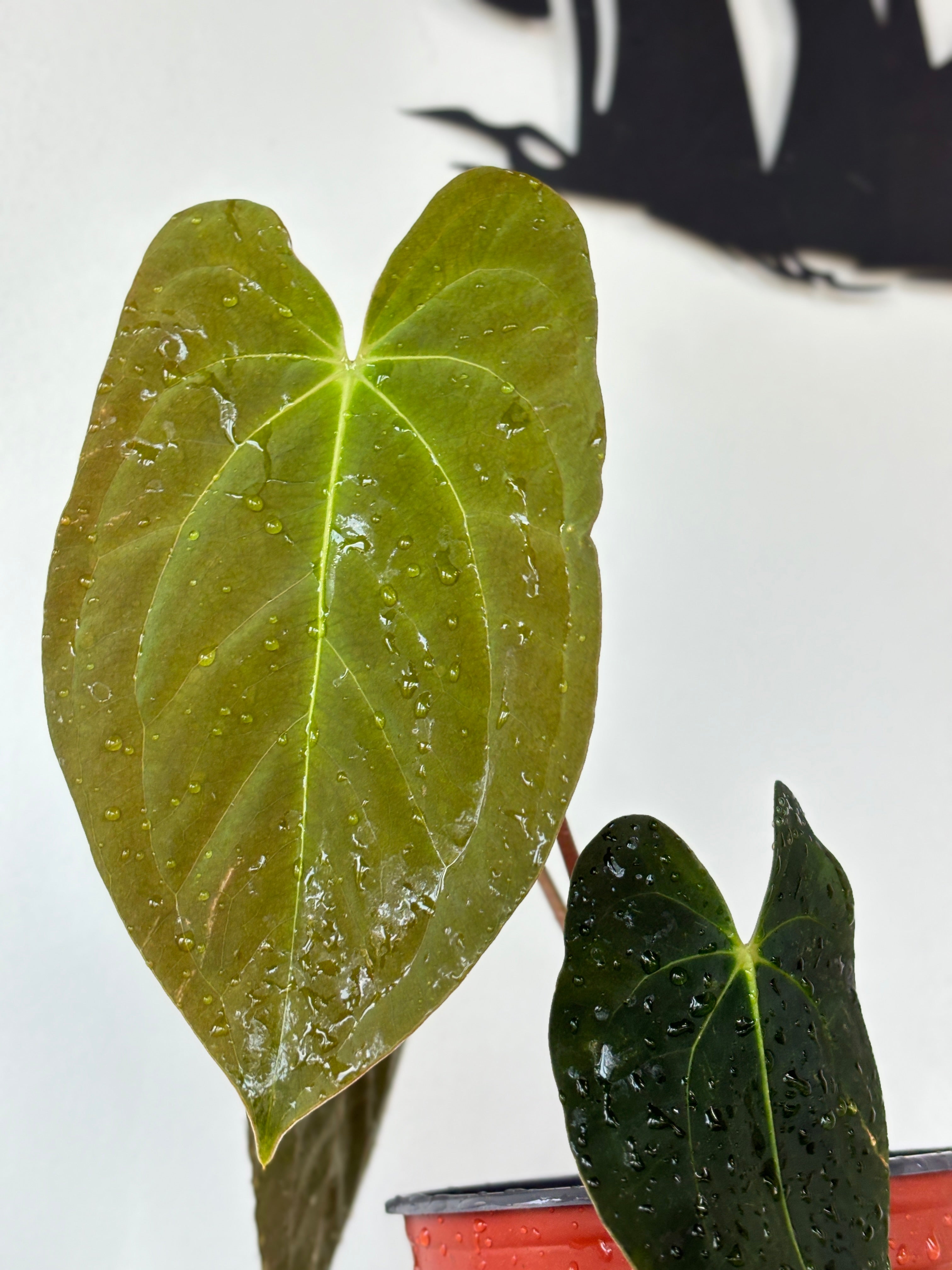 Anthurium Papilliaminum (Pure)