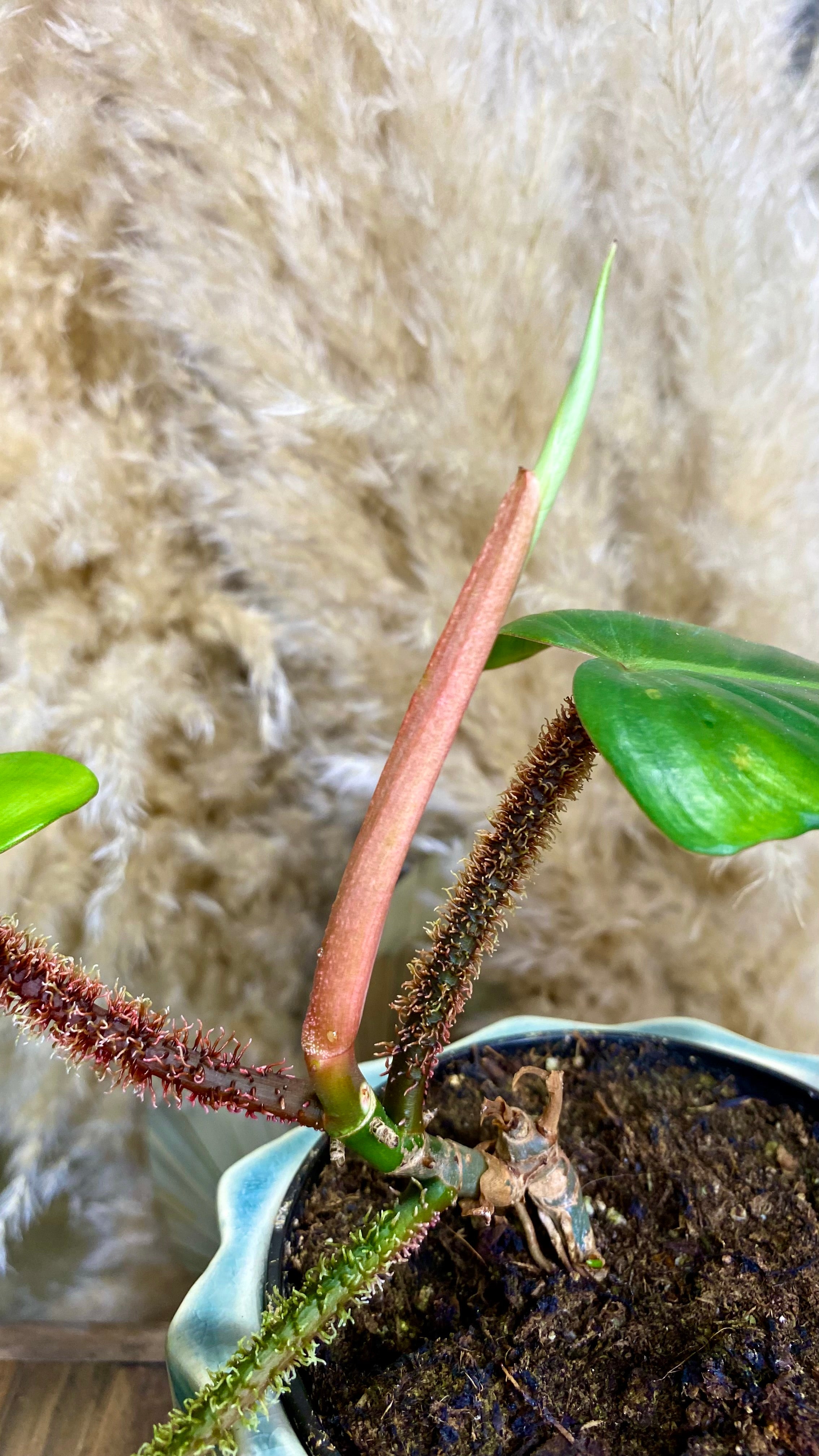 Philodendron Red Bristle