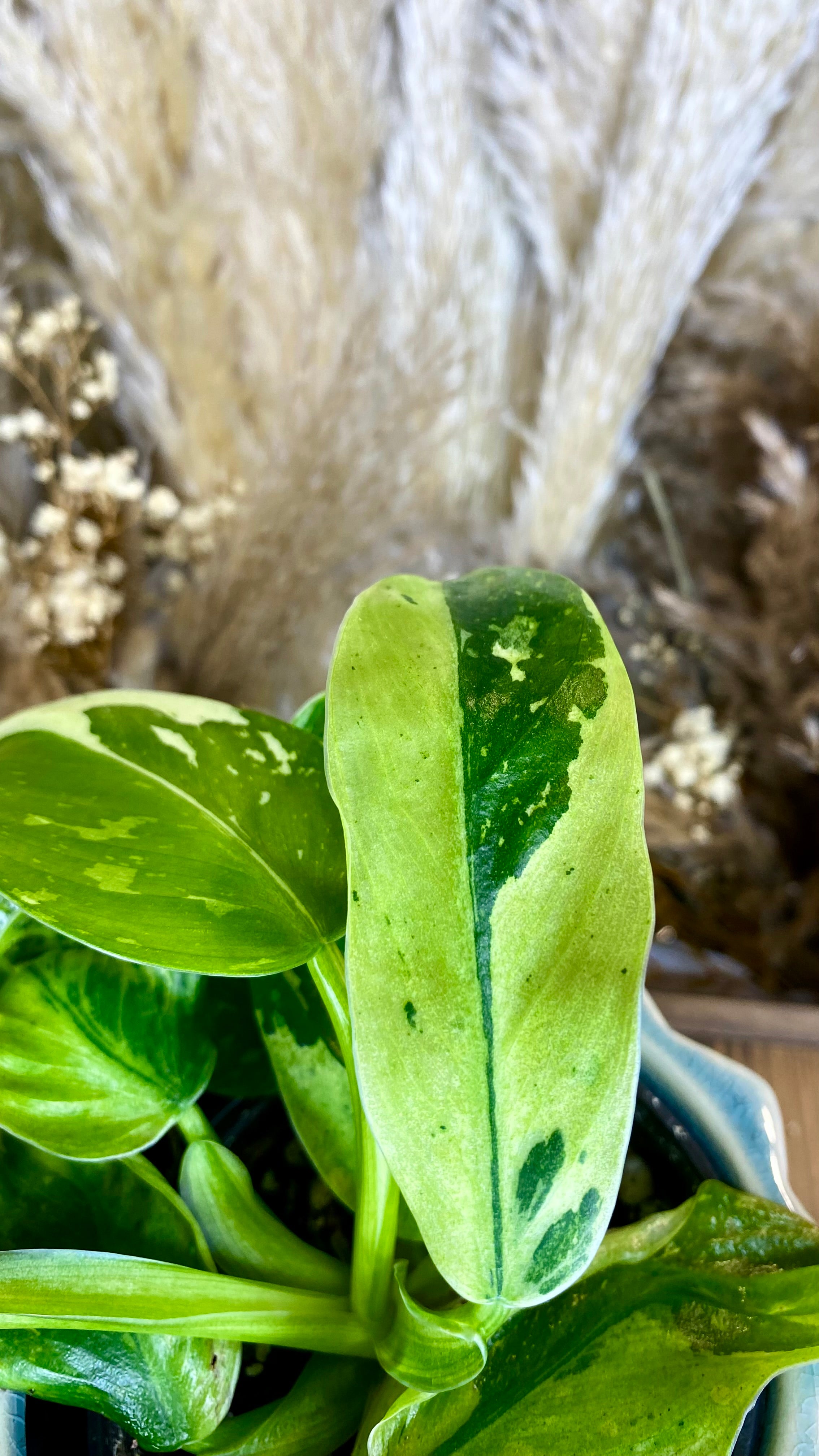 Philodendron Jose Bueno (WP67)