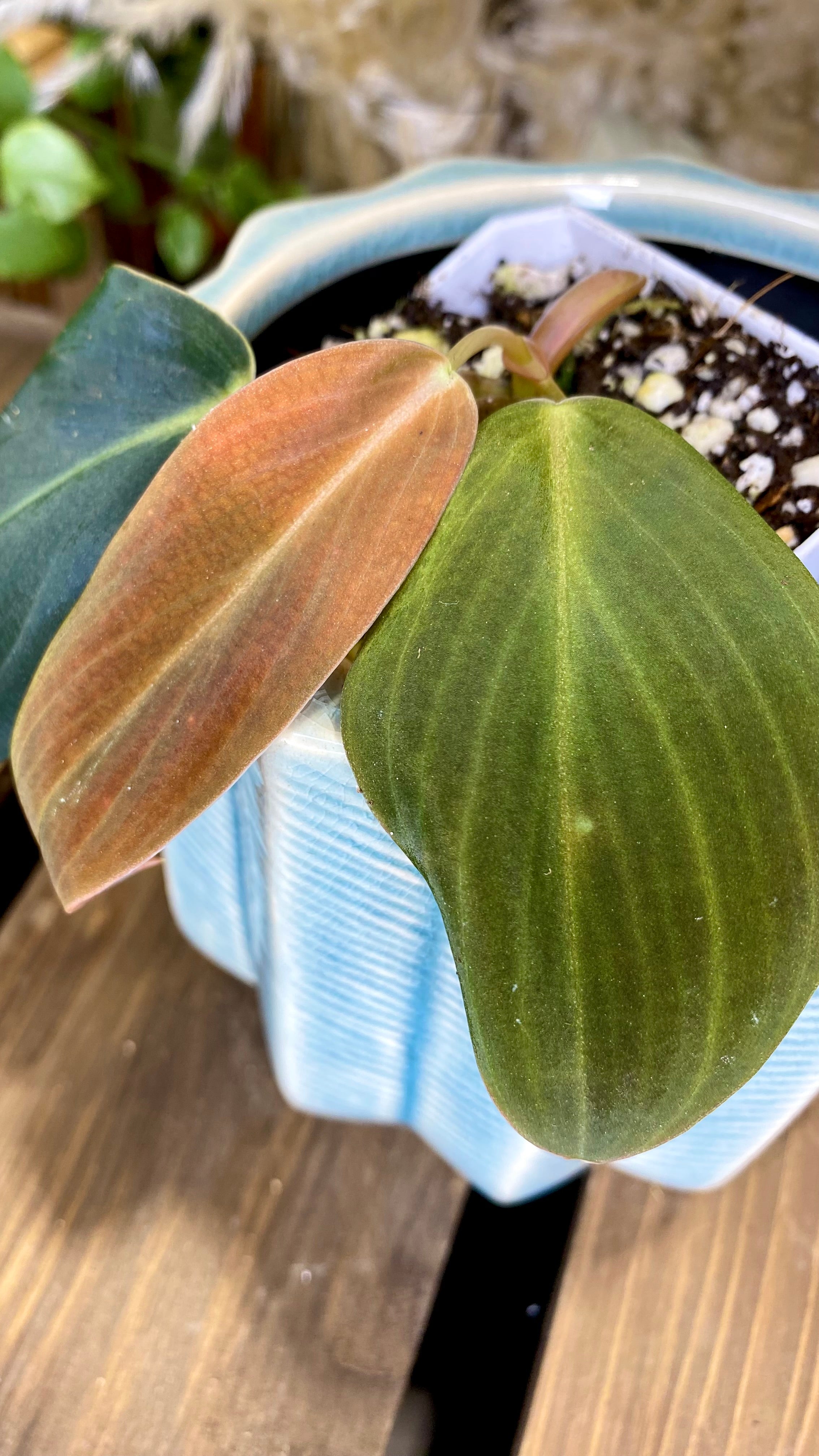 Philodendron Gigas (WPO70)