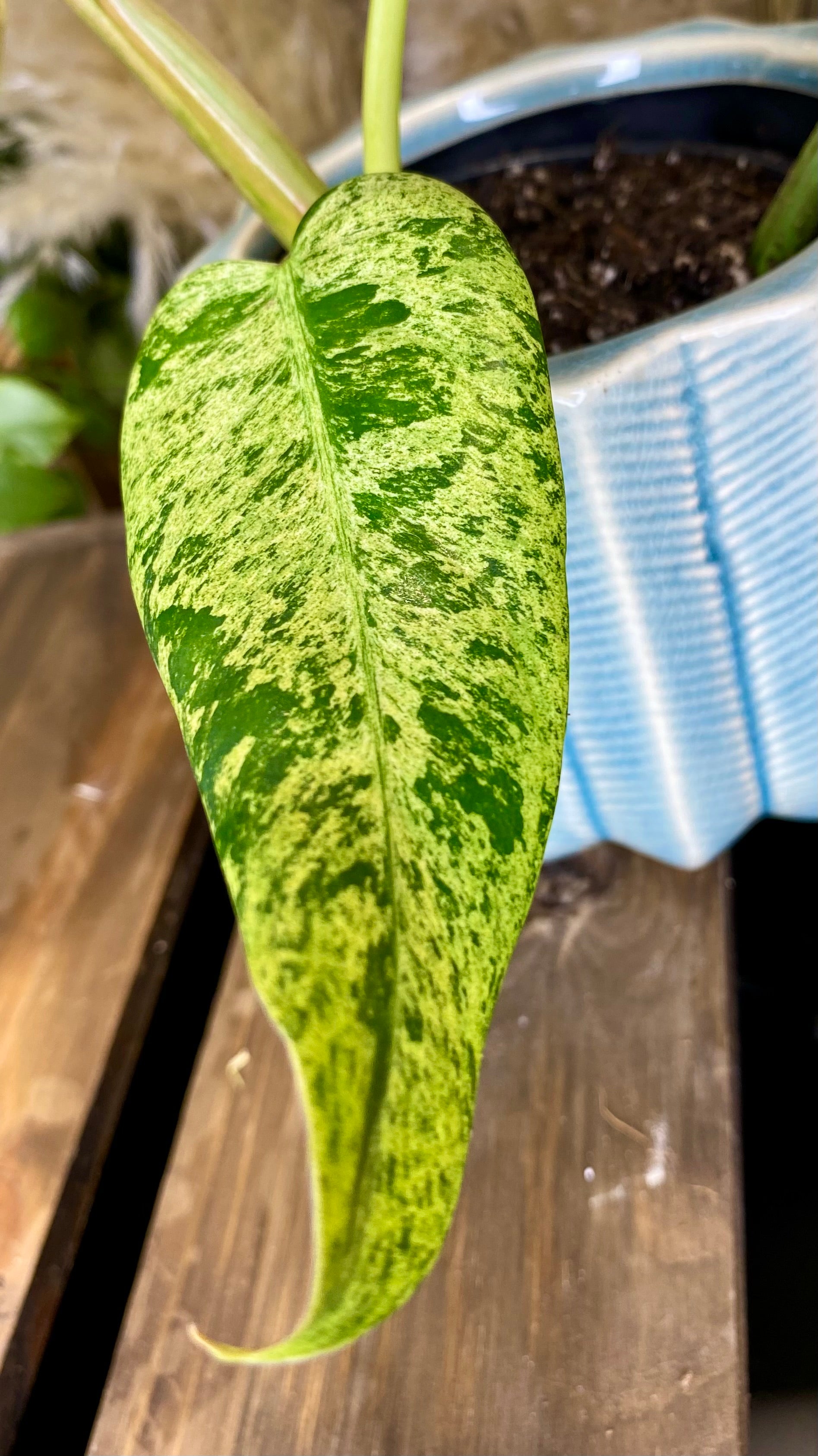 Philodendron Domesticum Marble Variegated (WP52)