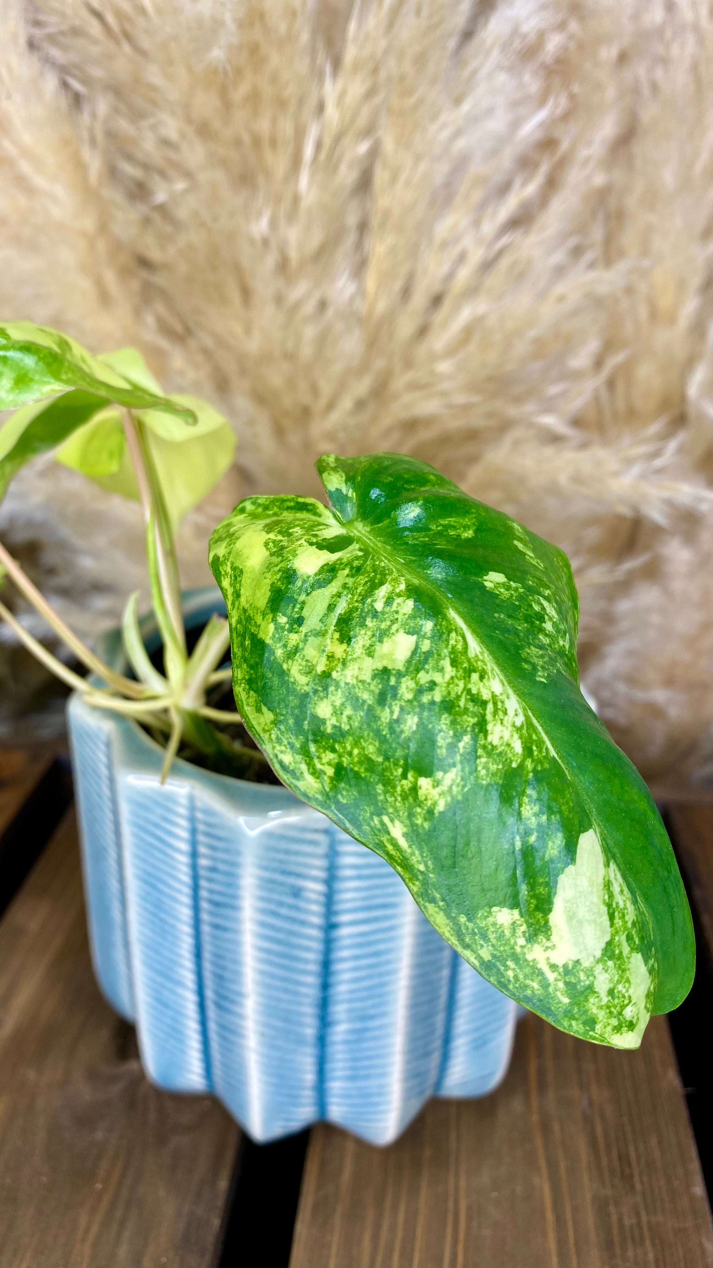 Philodendron burlemarx variegated (WP02)