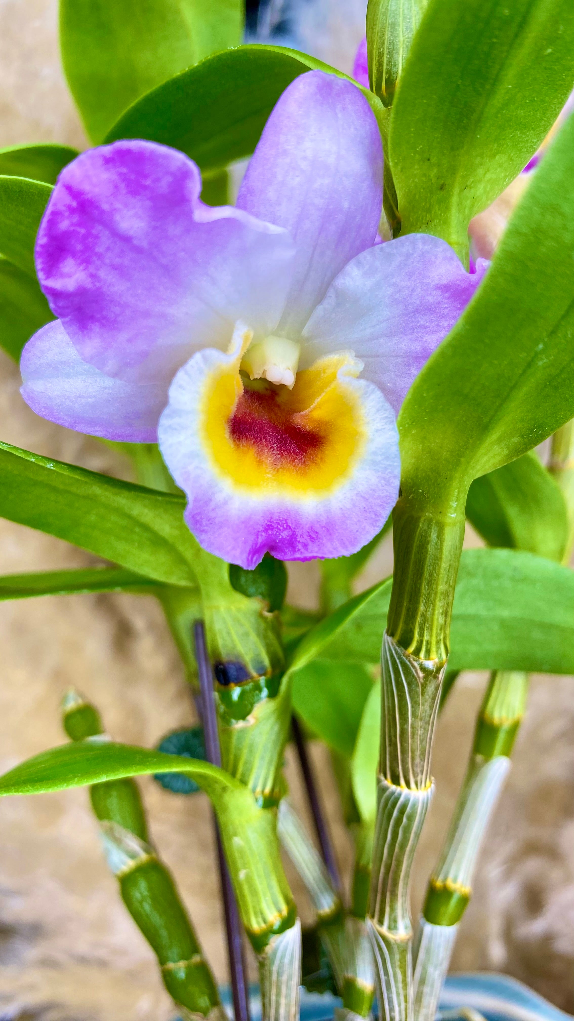 Dendrobium Orchid 4” W15