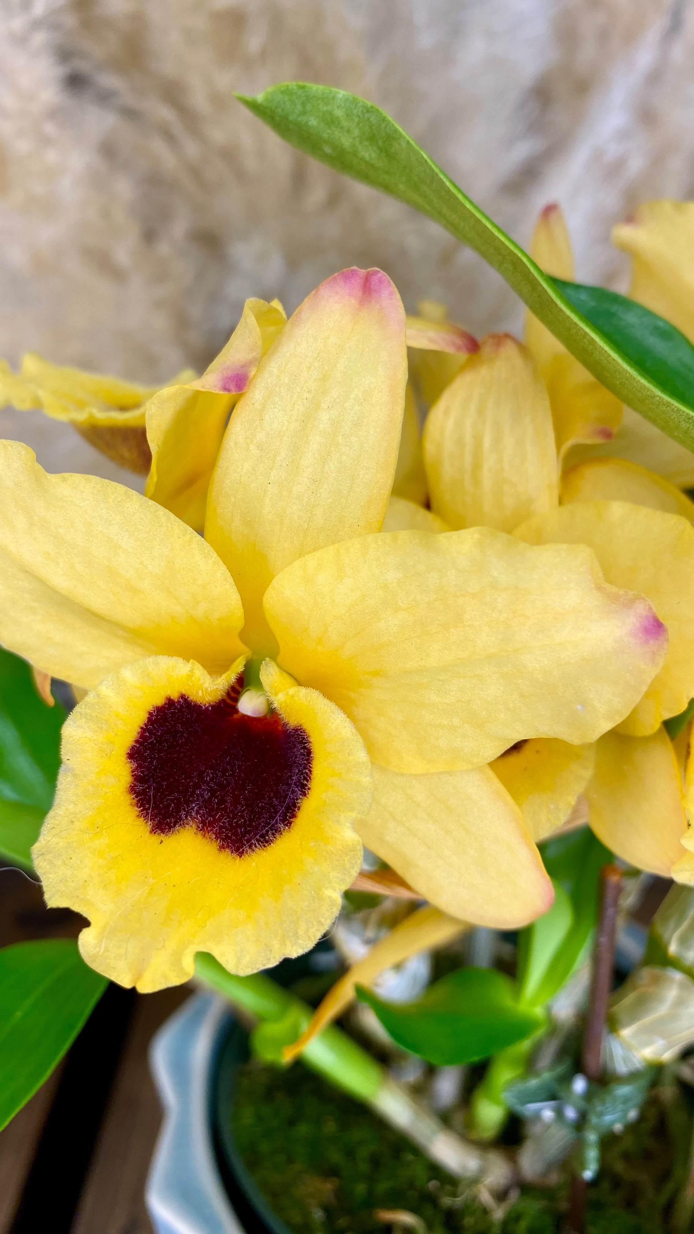 Dendrobium Orchid 4” W16