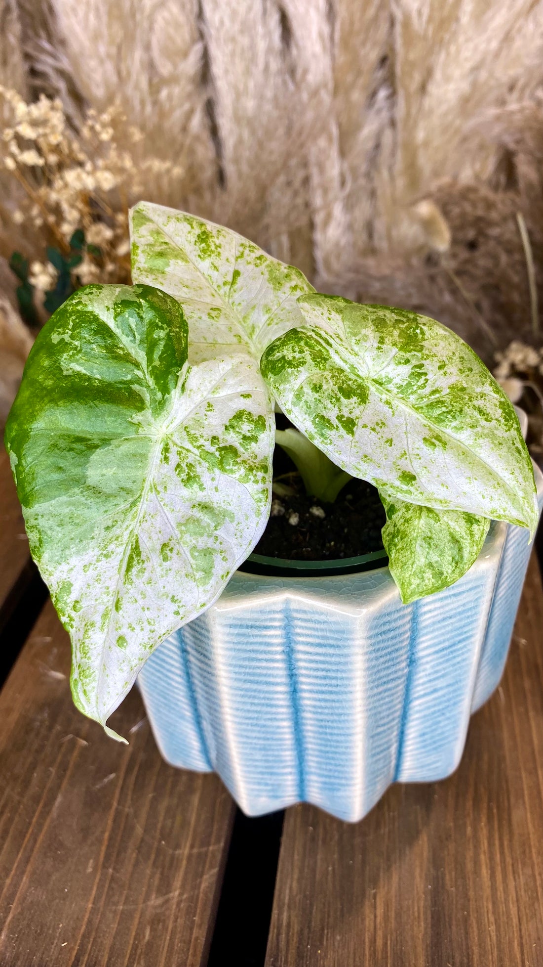 Alocasia Odora Batik